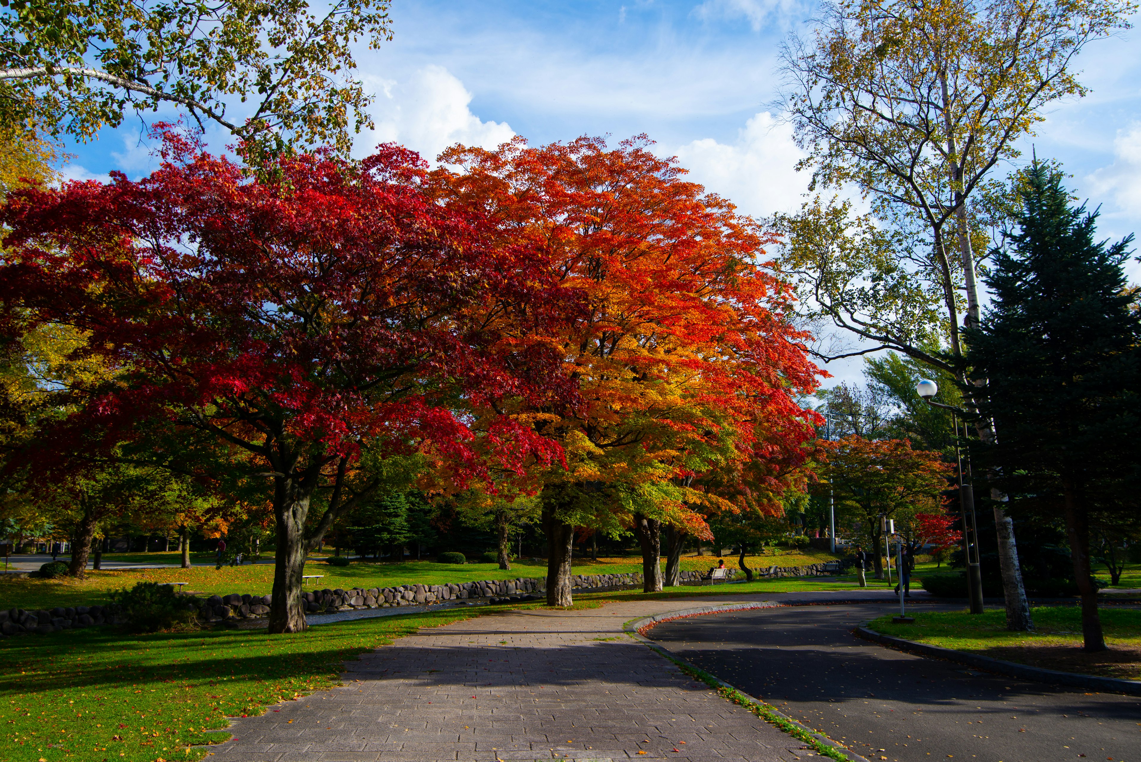 秋の紅葉が美しい公園の風景