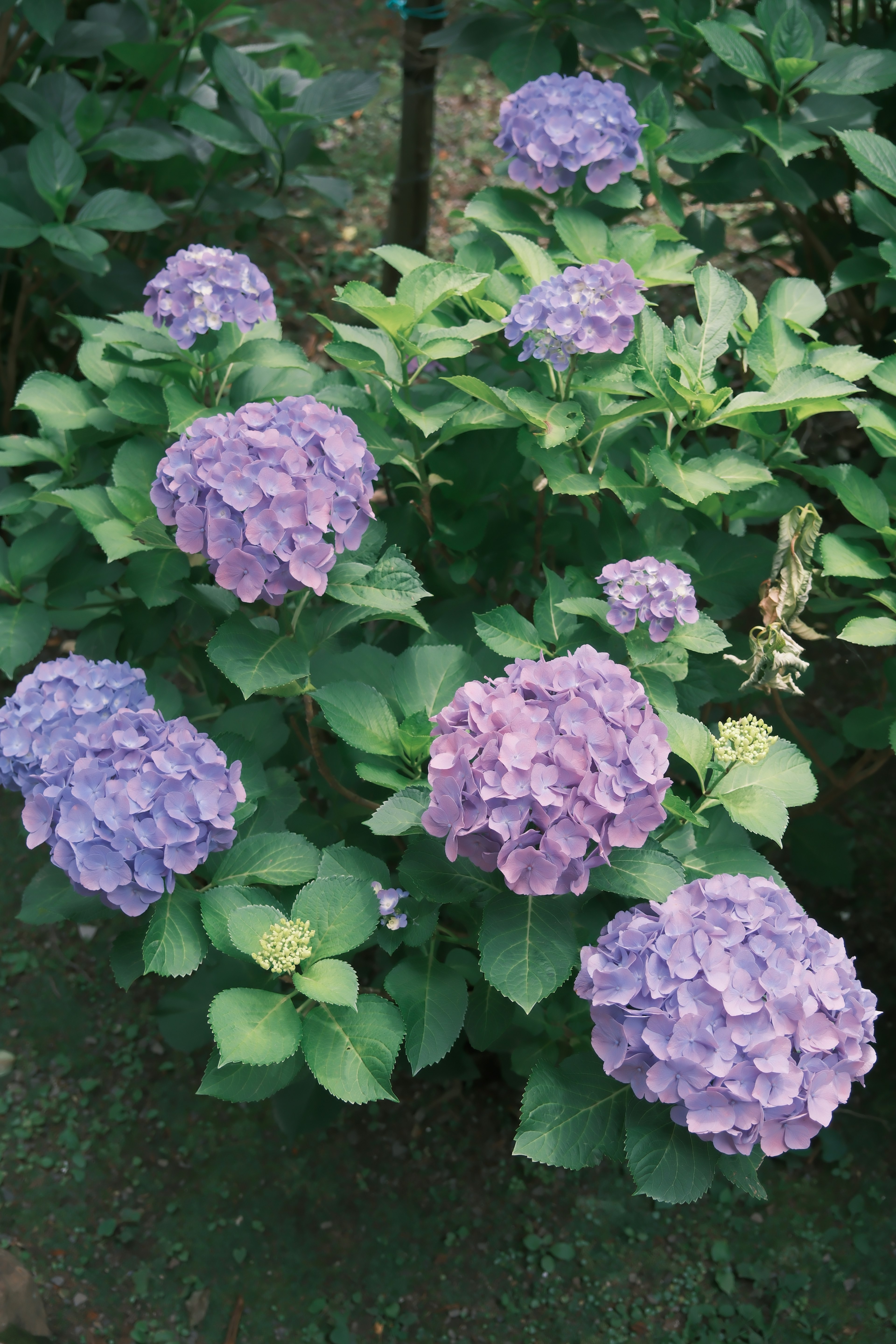 Ein Cluster von lila Hortensienblüten umgeben von grünen Blättern