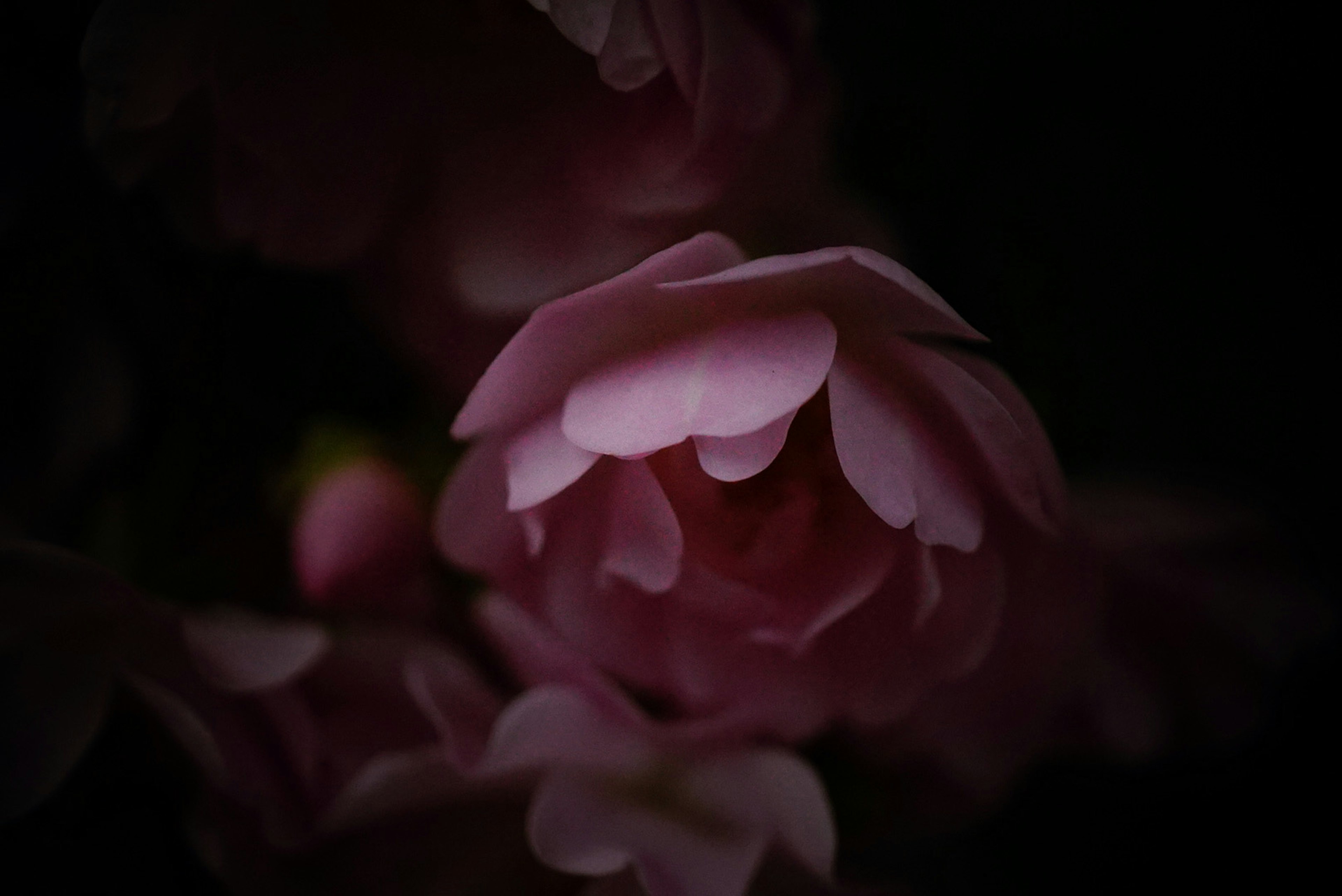 Primo piano di un fiore rosa su sfondo scuro