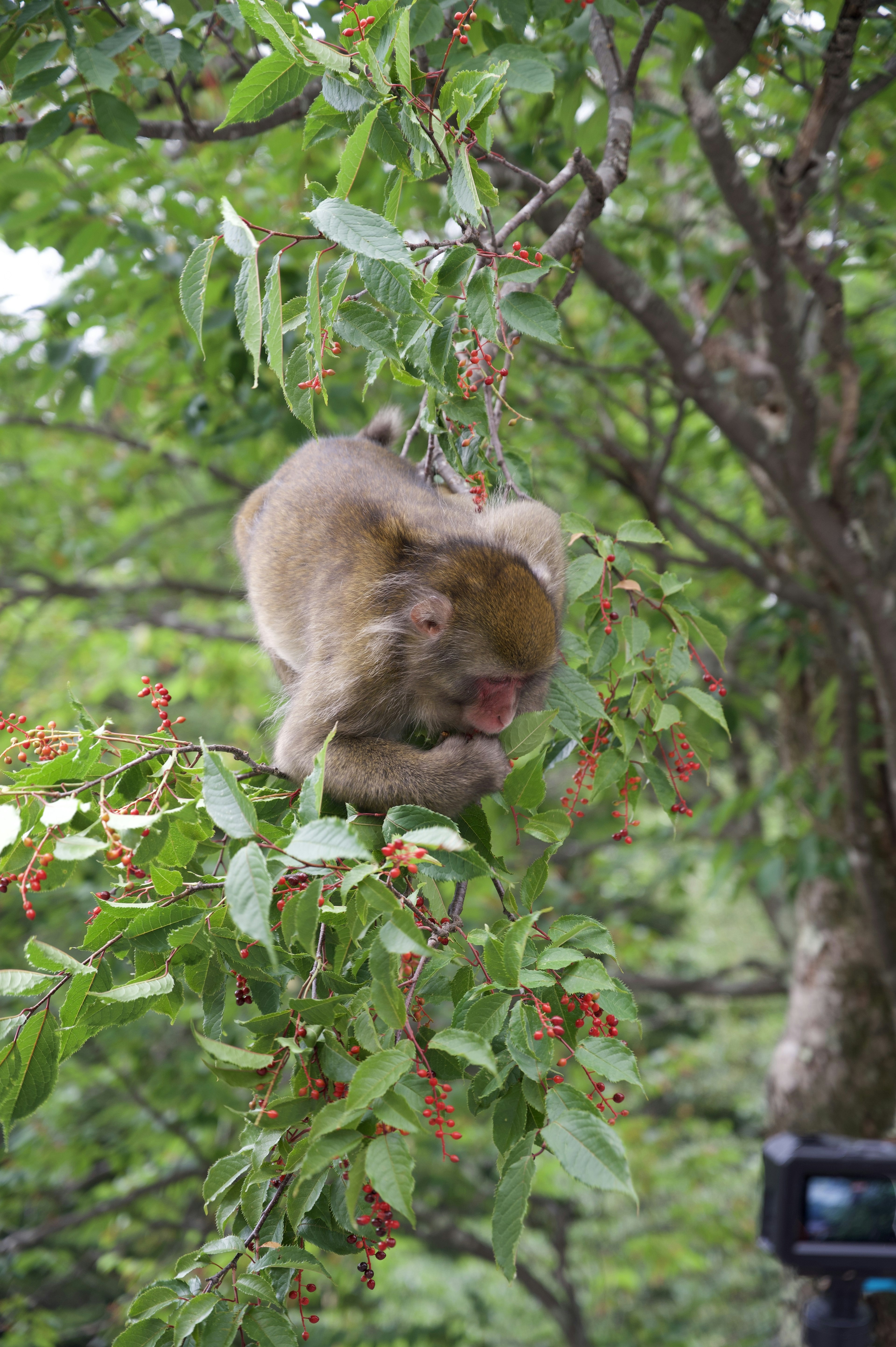 木の枝にいる猿が果物を食べている様子