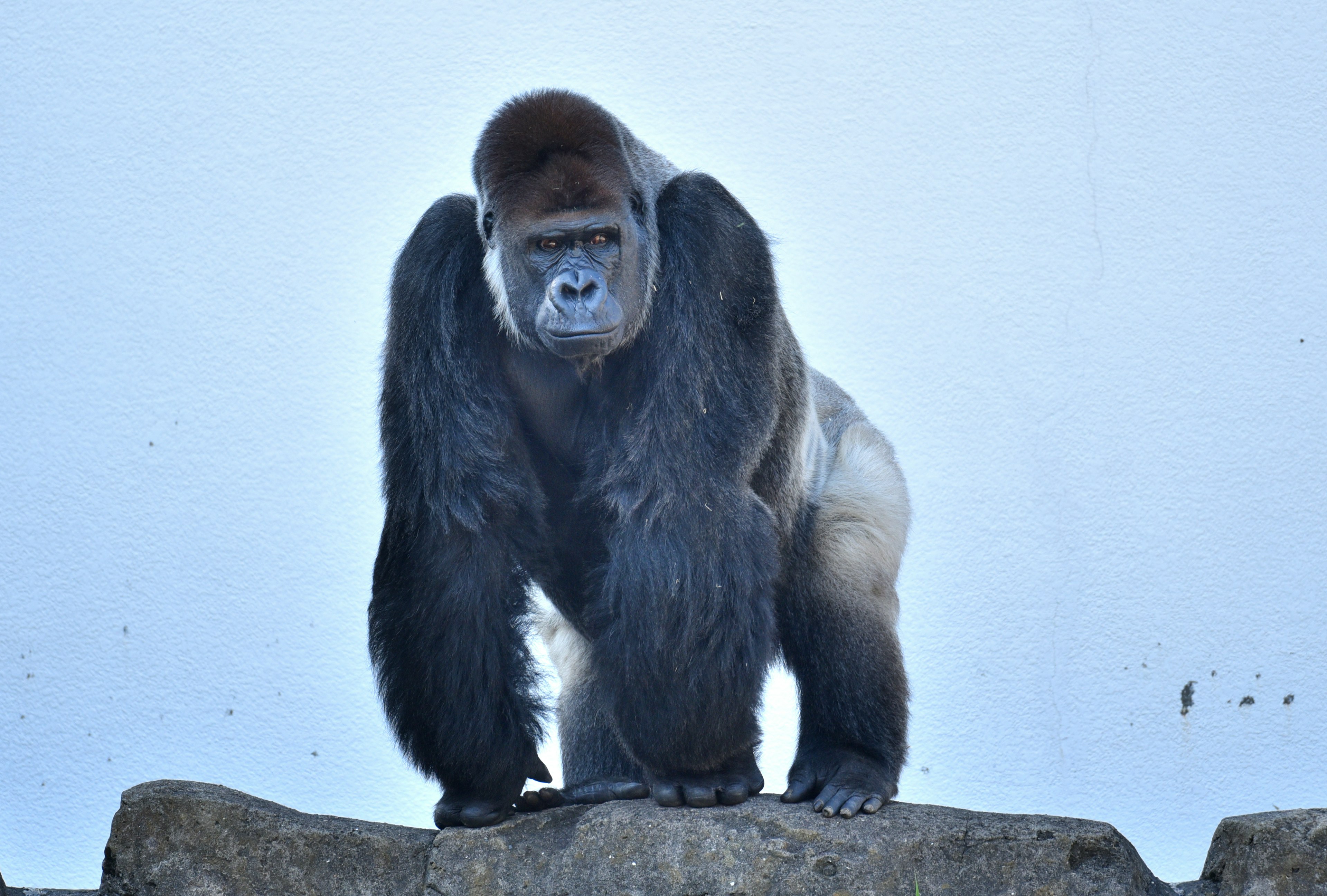 Gorilla steht auf einem Felsen