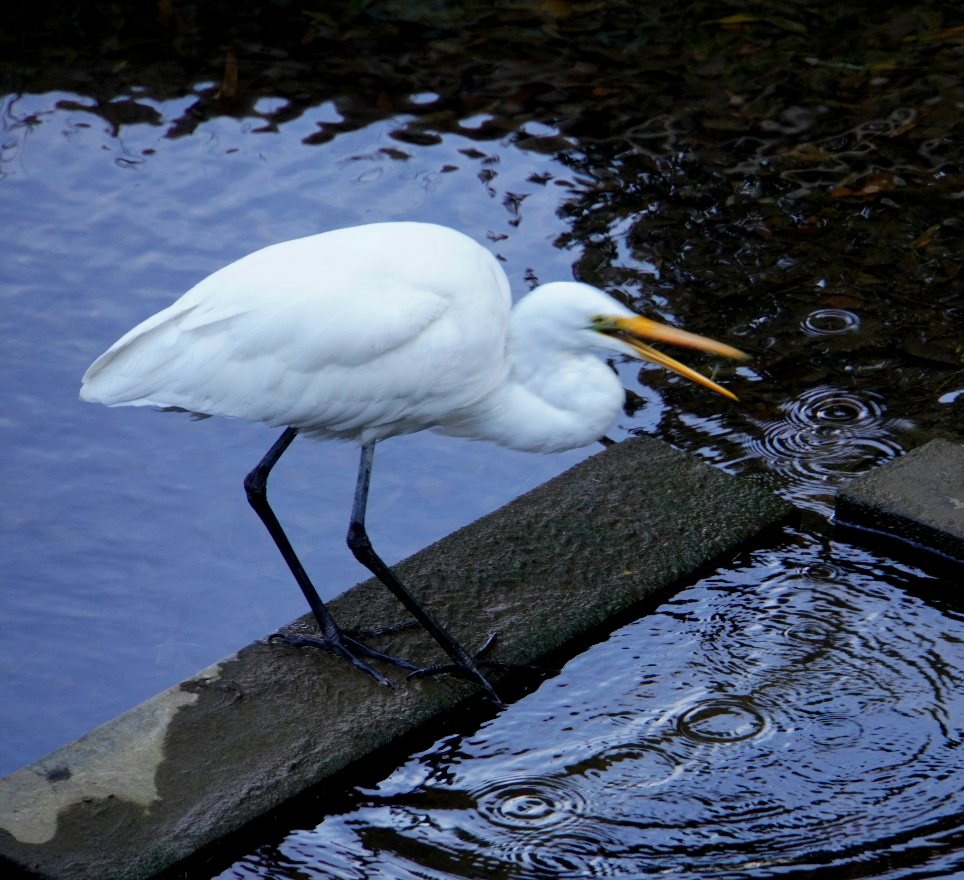 Ein weißer Reiher steht am Wasserrand