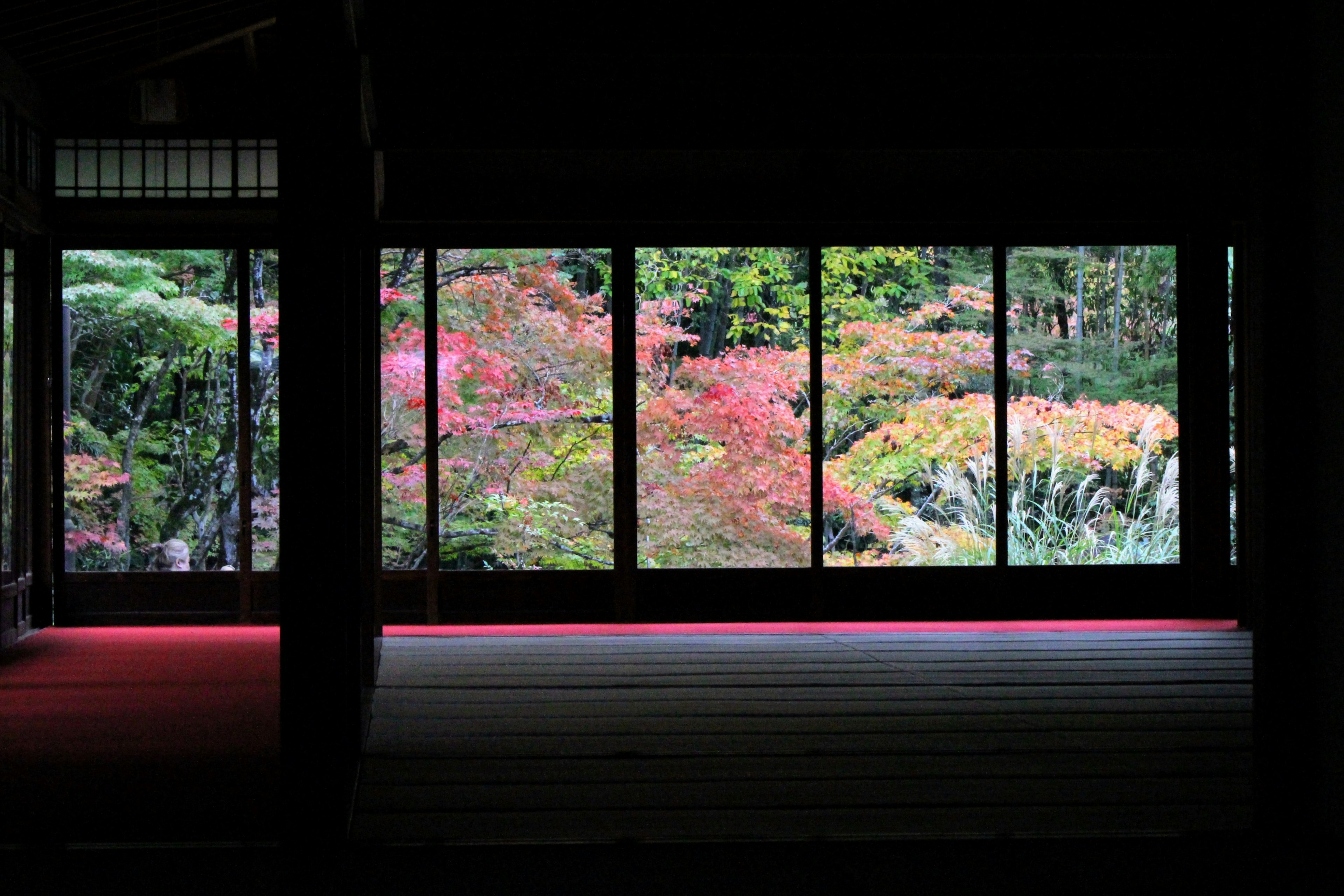 暗い部屋から見える紅葉の景色大きな窓の外に色とりどりの葉が広がる