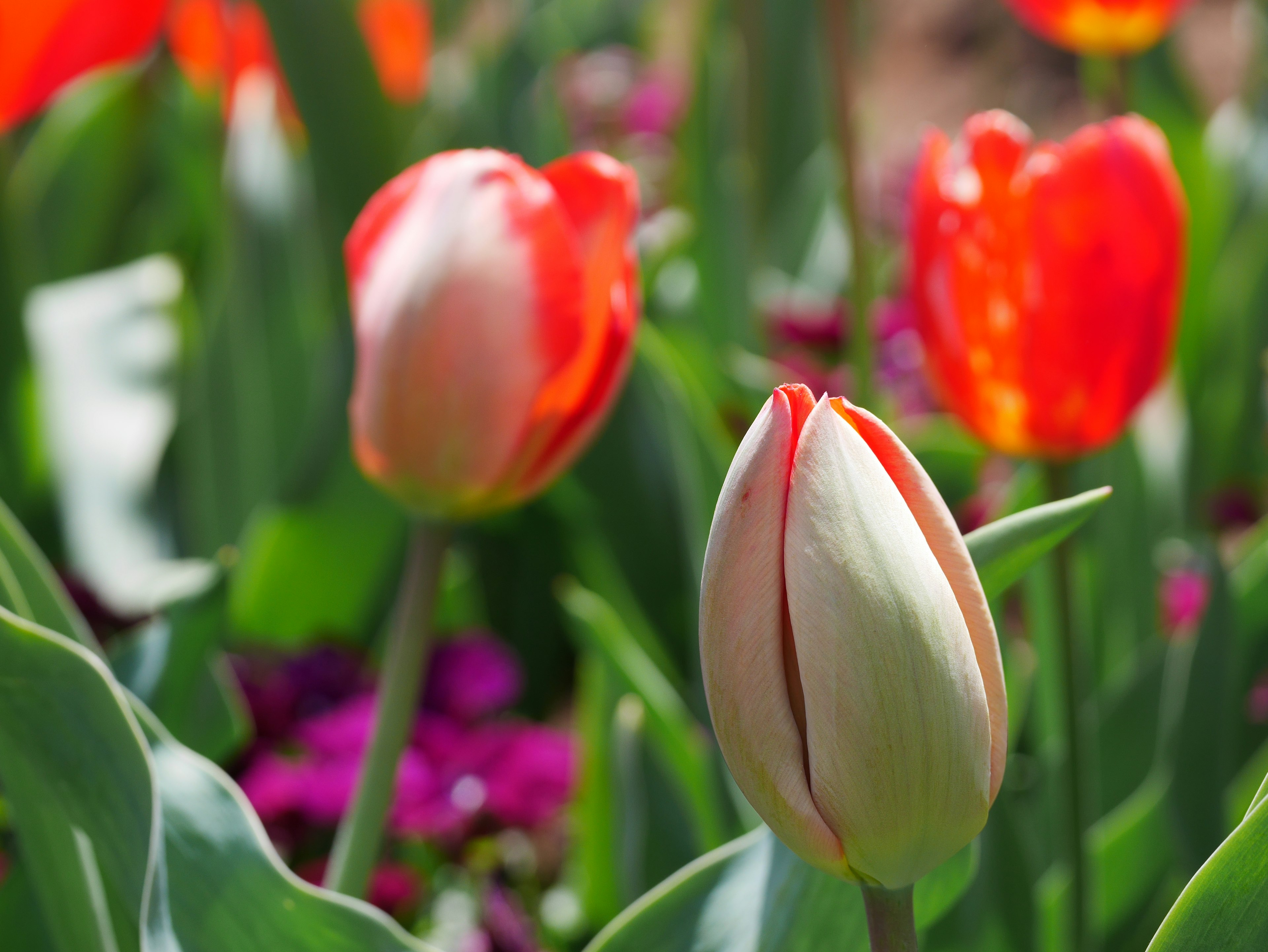 A garden featuring blooming red tulips and a white tulip bud