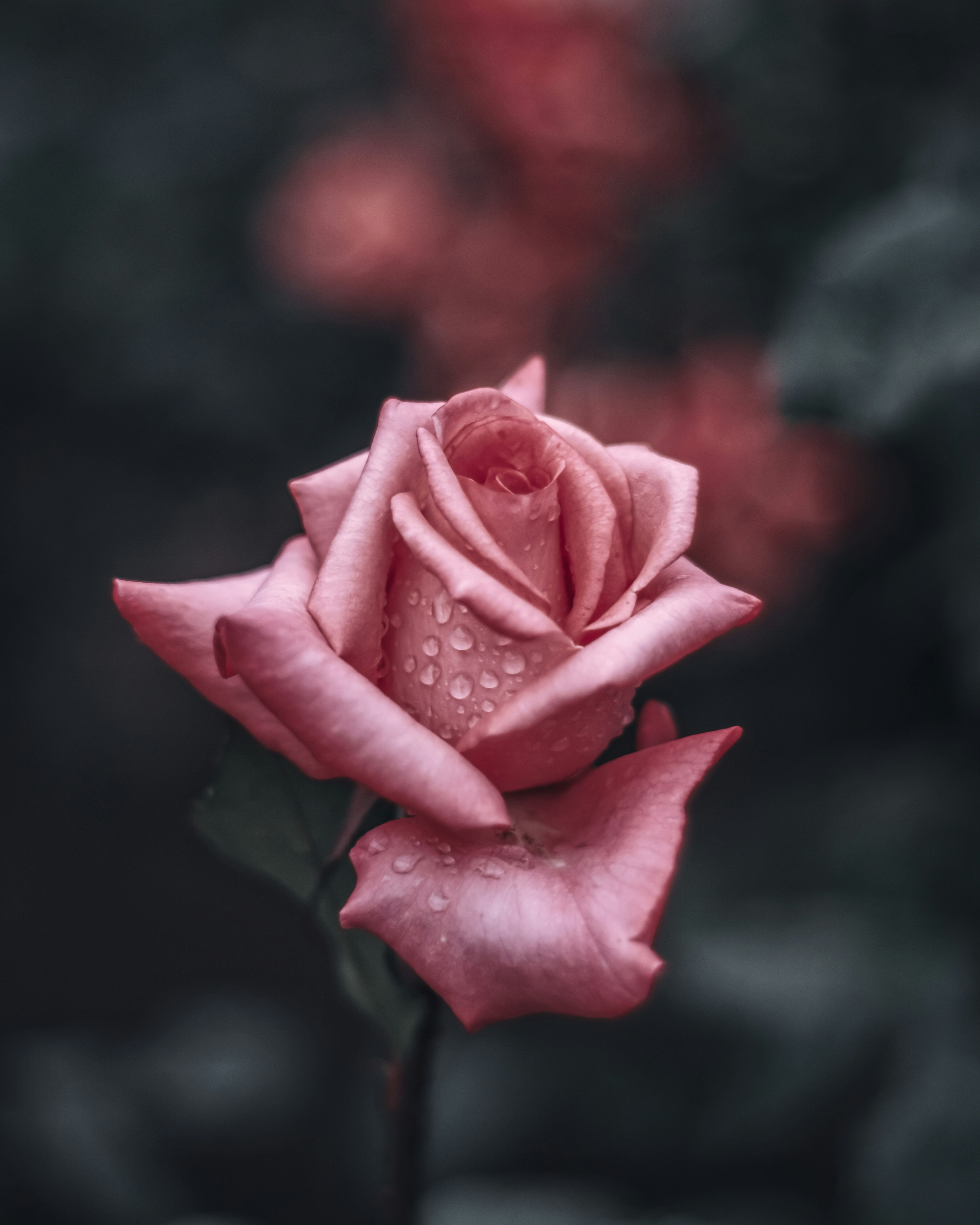 Hermosa flor de rosa rosa con gotas de agua