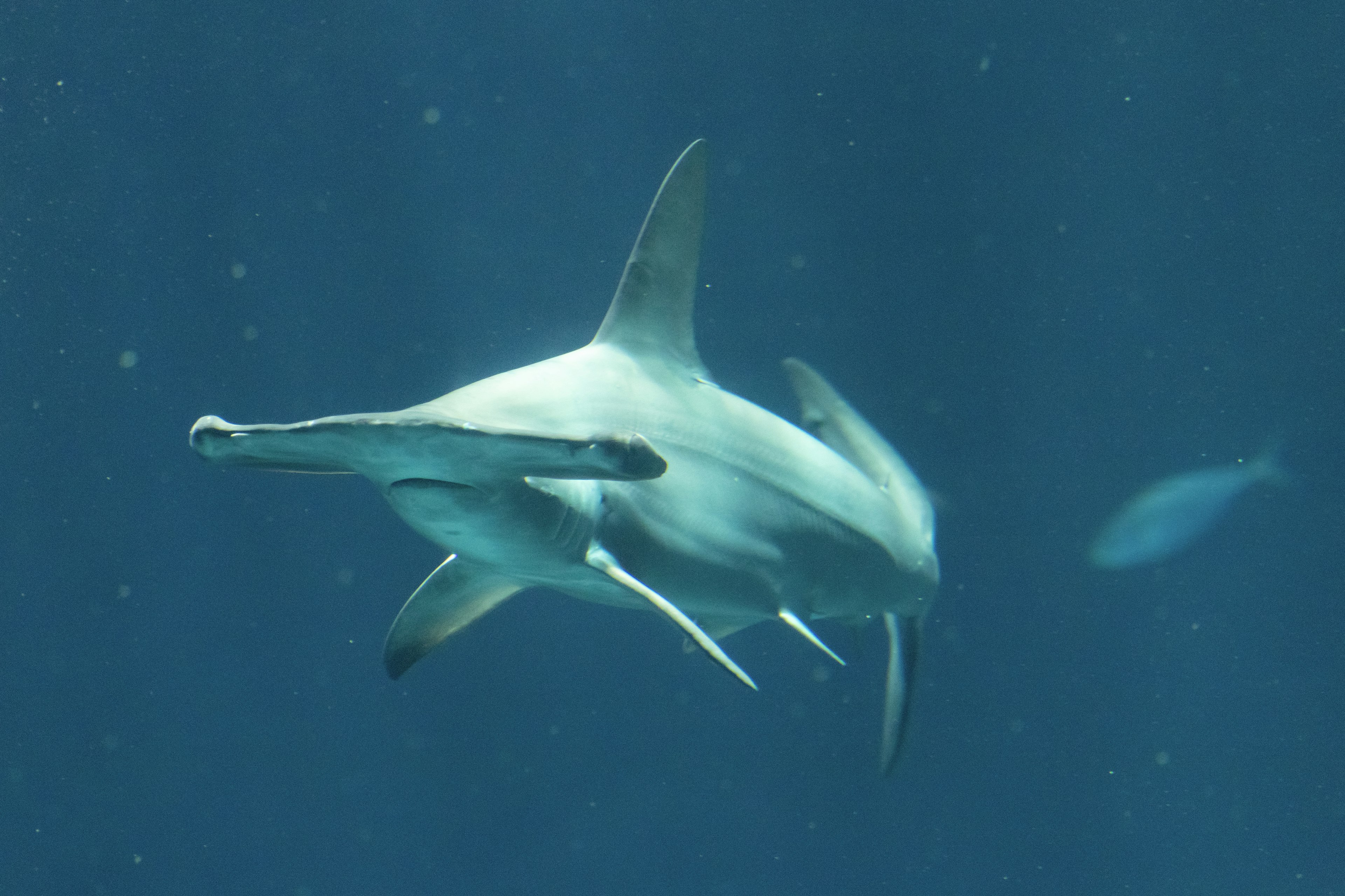 Un requin-marteau nageant sous l'eau