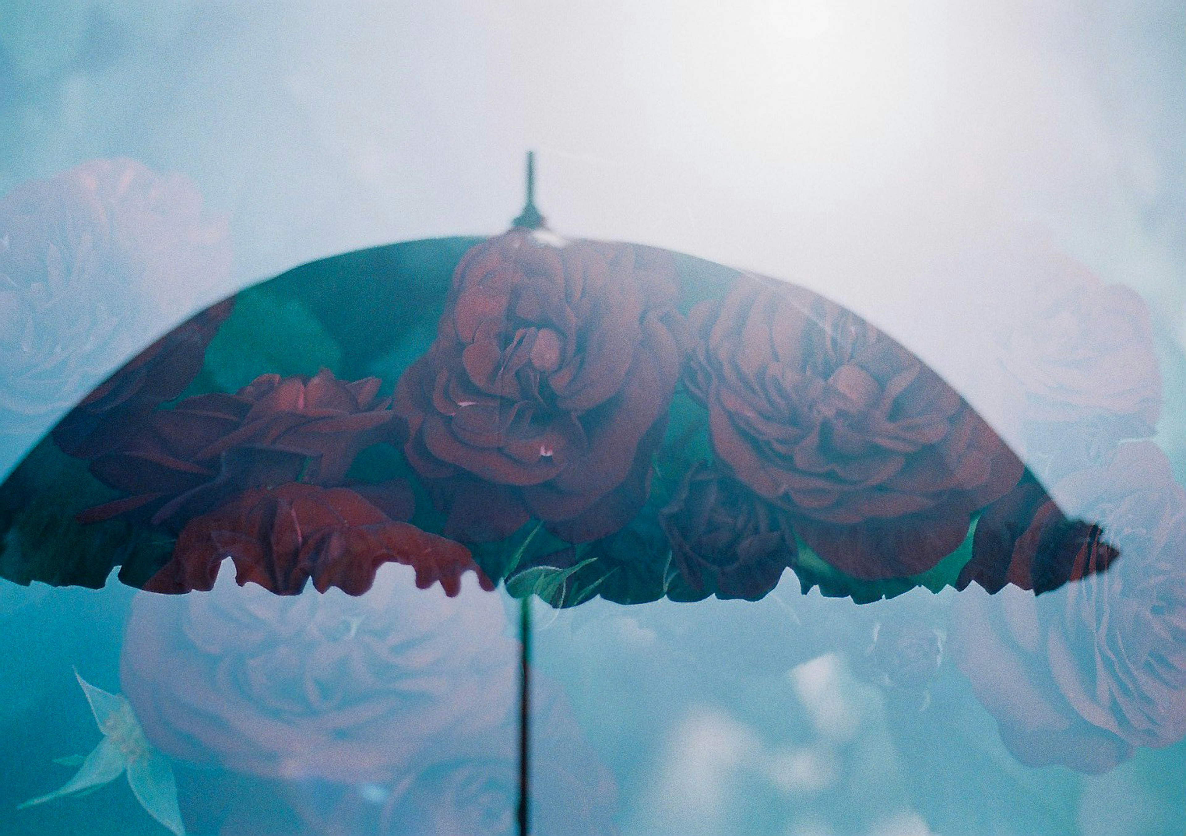 Silhouette eines Regenschirms mit roten Rosenmustern vor blauem Hintergrund