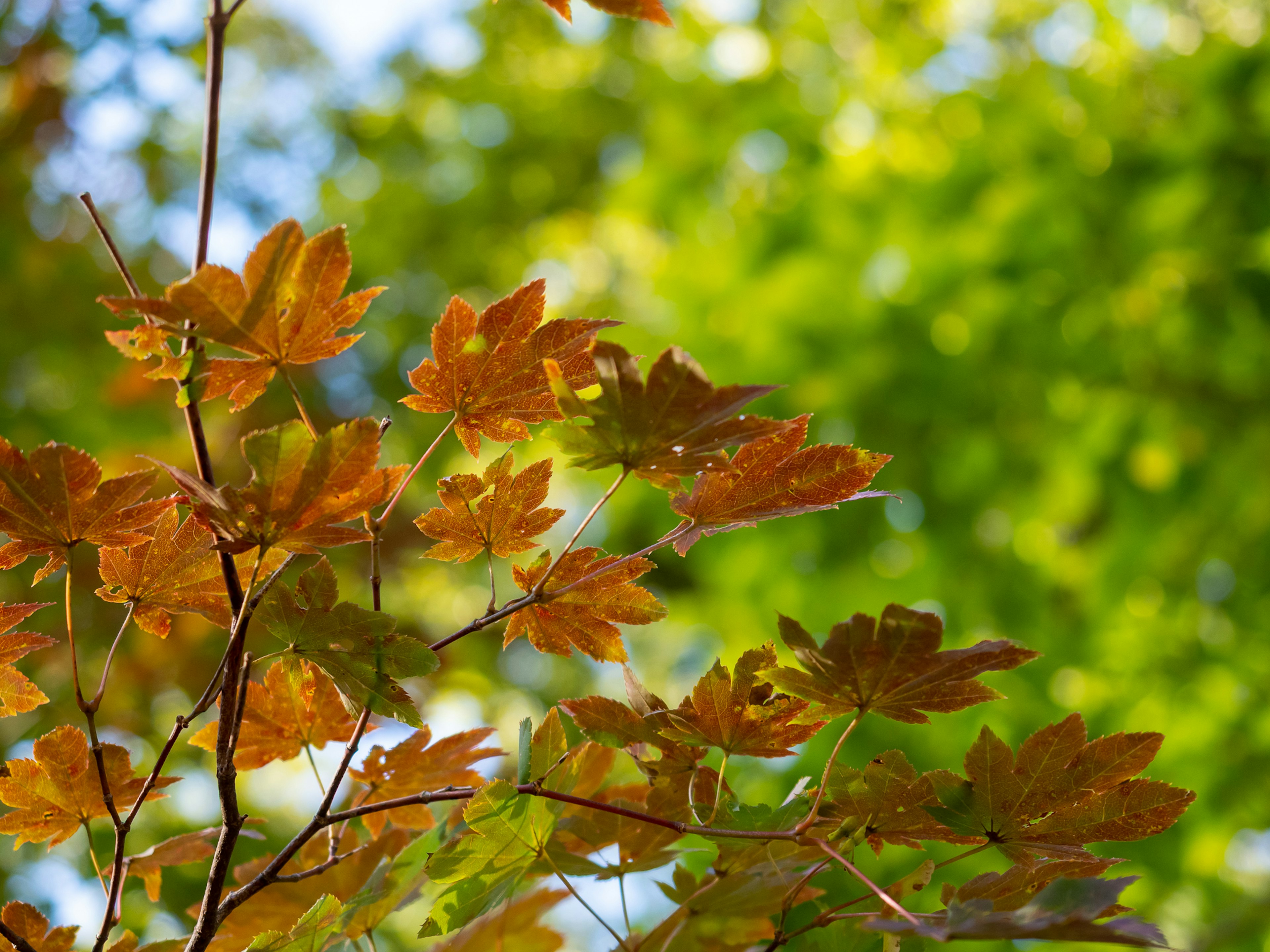 Herbstblätter in Orangetönen vor verschwommenem grünem Hintergrund