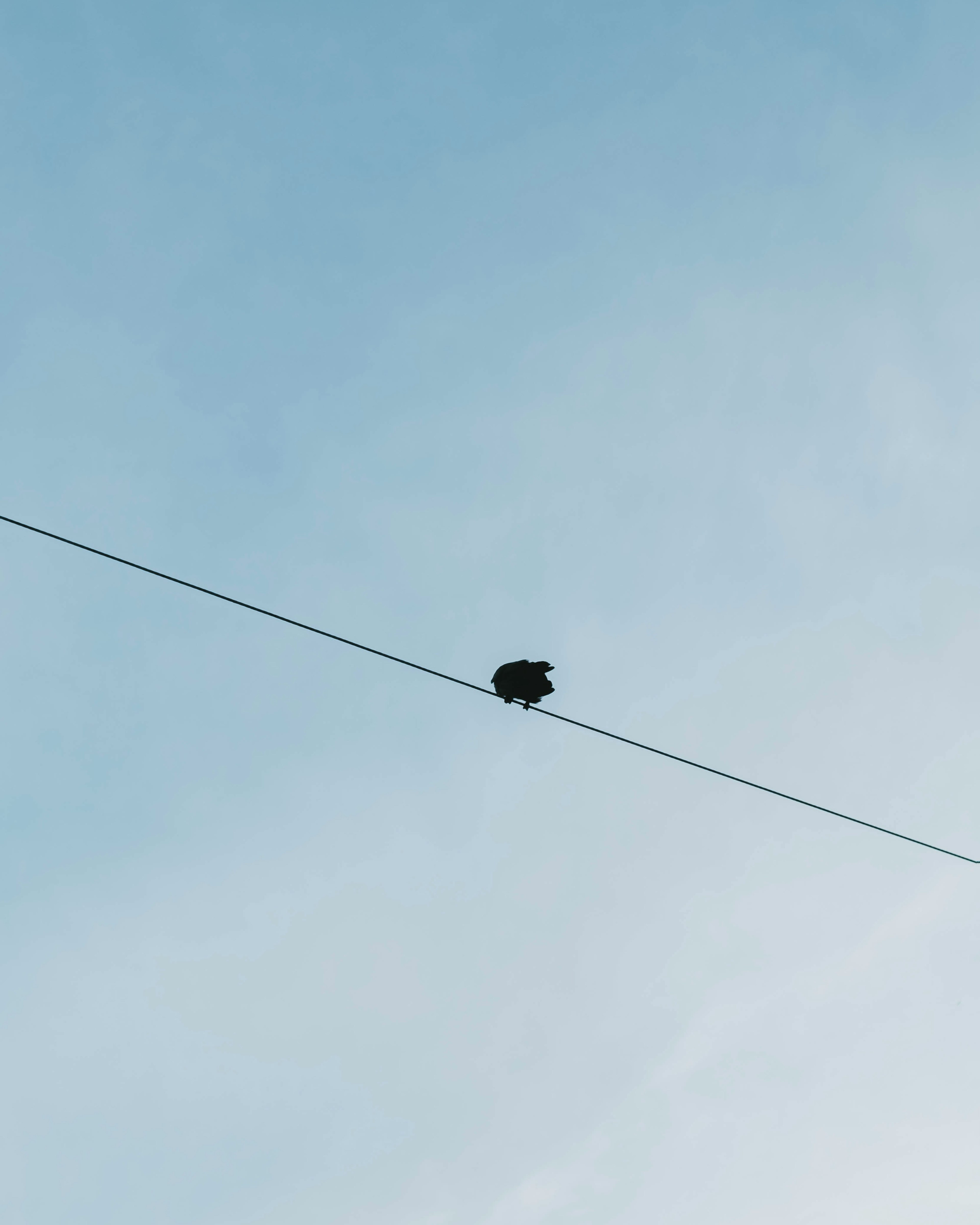 A black turtle on a power line against a blue sky