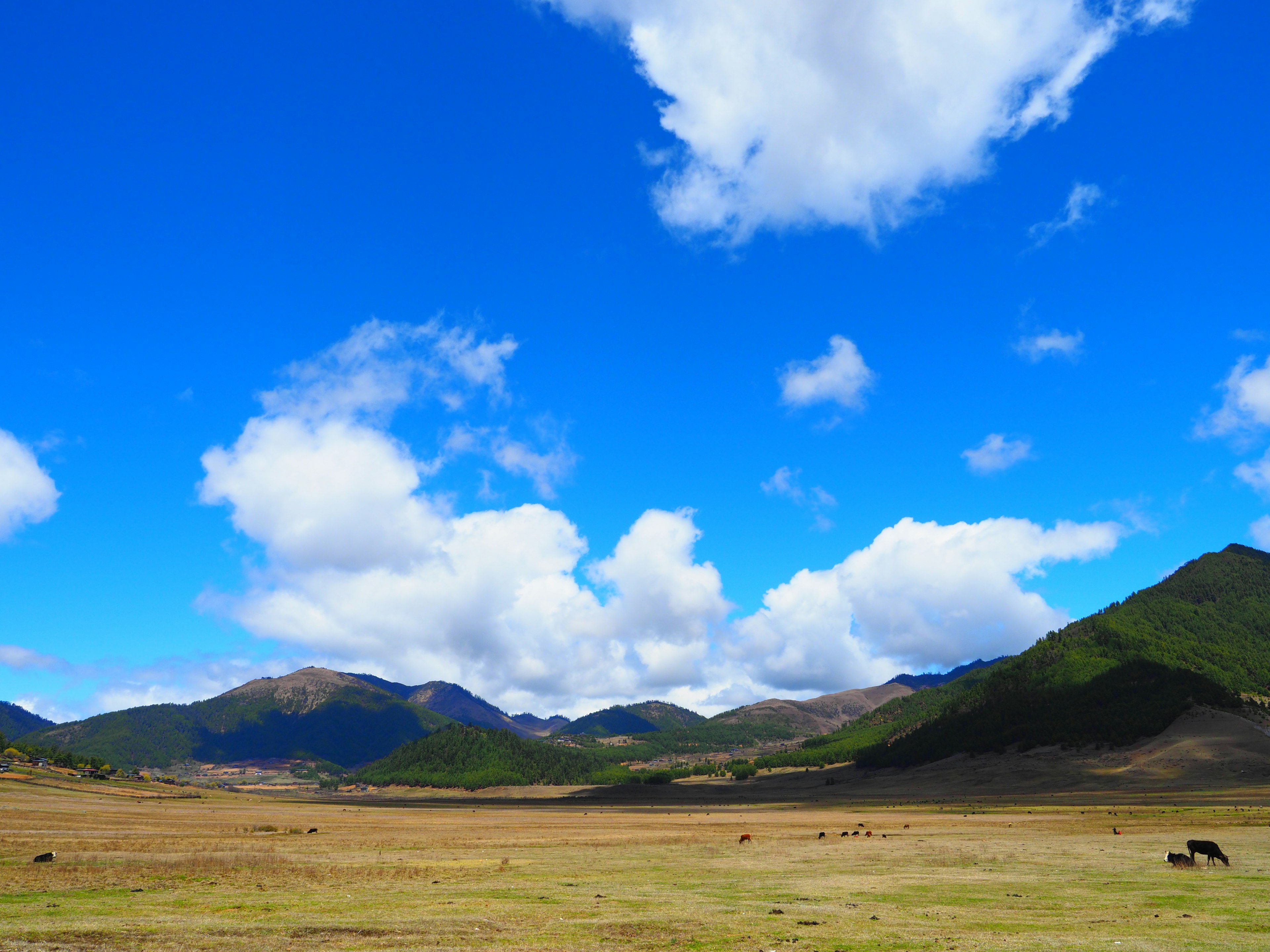 青空と白い雲が広がる牧草地の風景 緑の山々と乾燥した草原が広がる