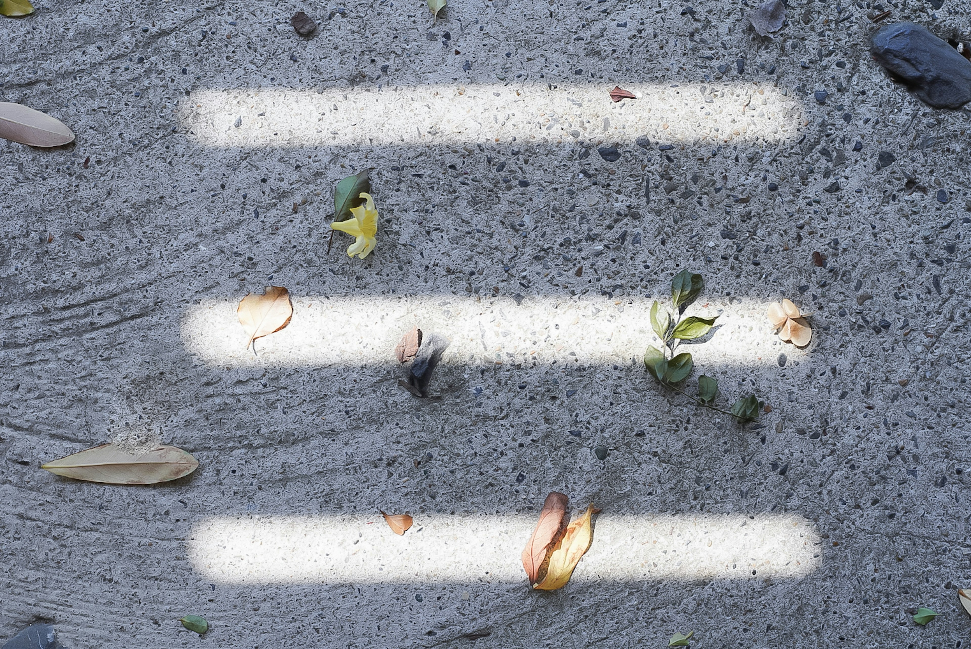 Imagen de una superficie de concreto con hojas esparcidas y líneas blancas prominentes