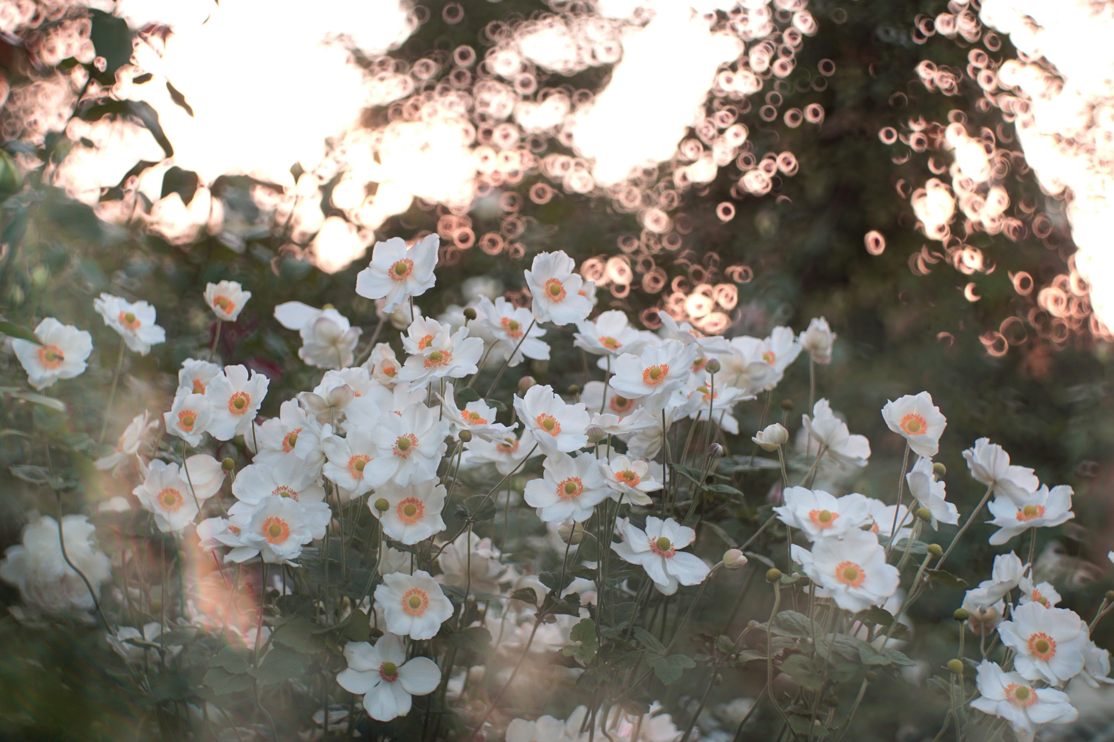 白い花が咲いている背景にぼやけた緑の葉と夕焼けの光