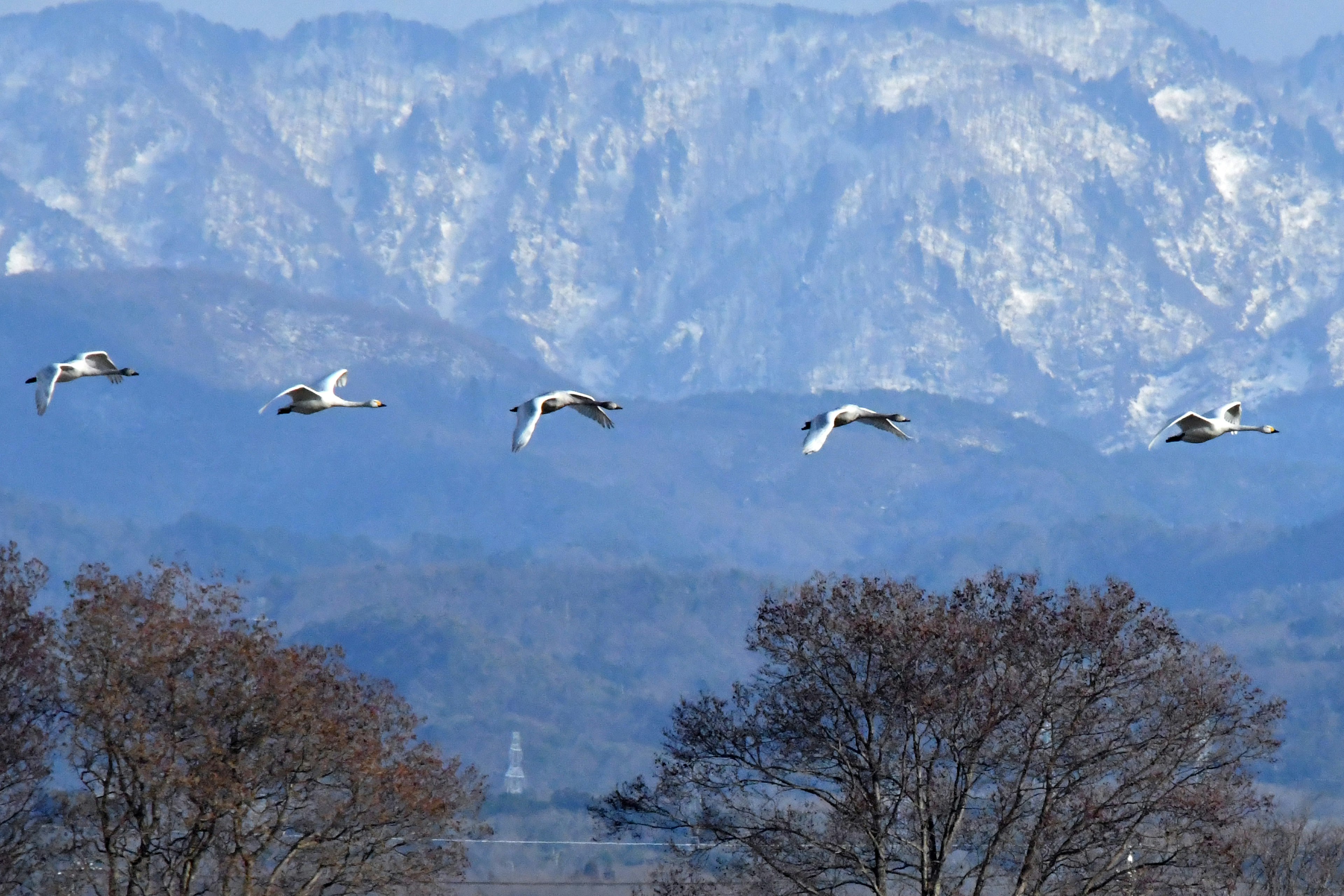 Eine Gruppe von Schwänen, die vor einer schneebedeckten Berglandschaft fliegen