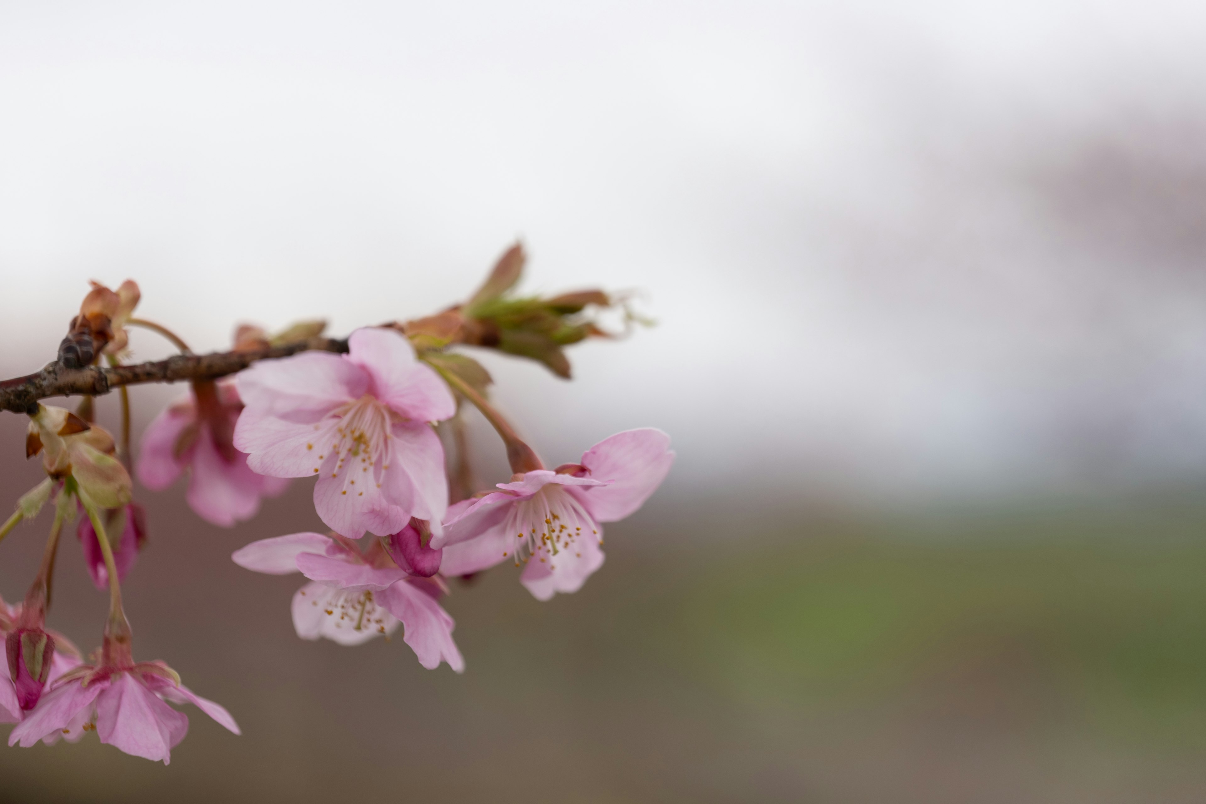 桜の花の枝がピンク色の花を咲かせている