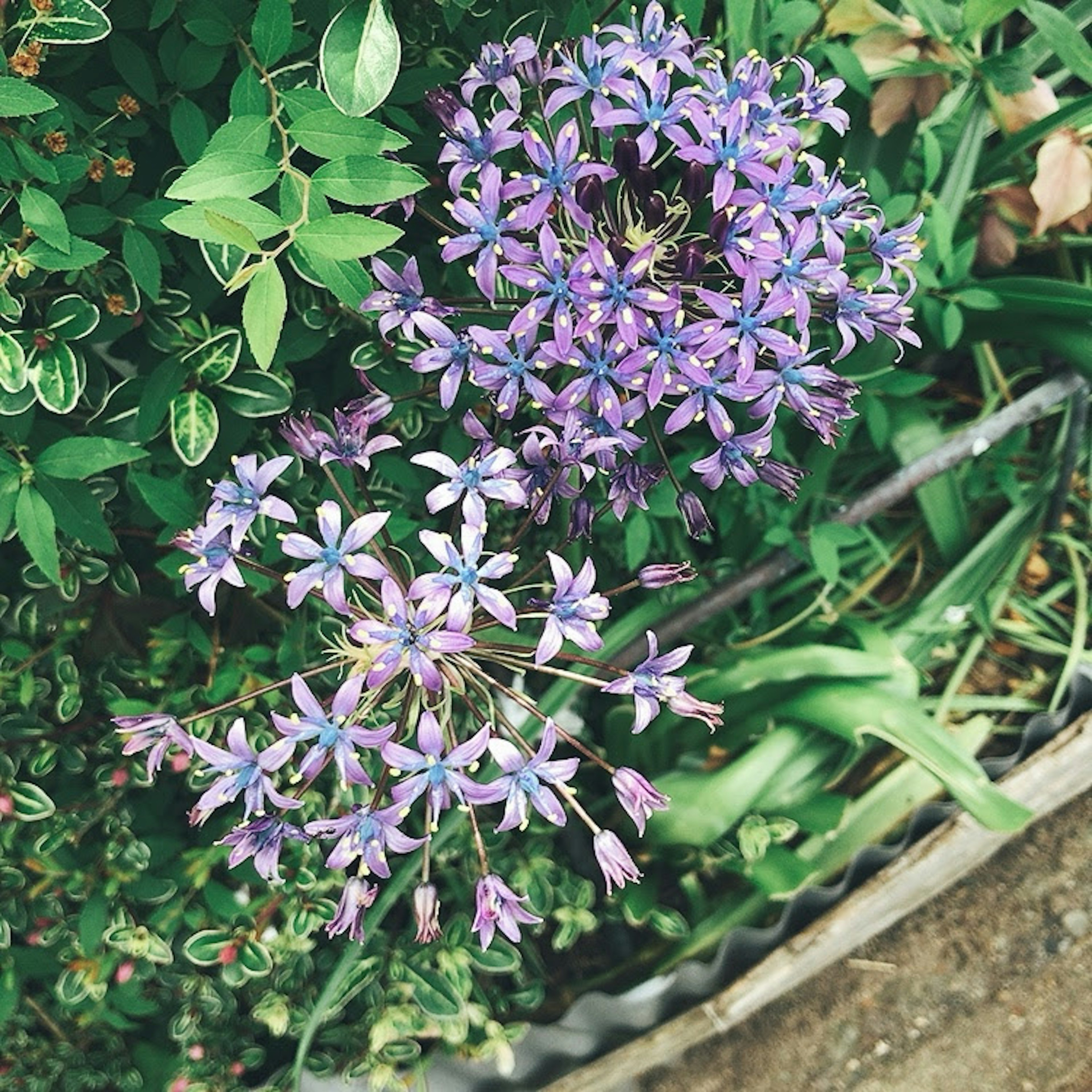 Vista dall'alto di fiori viola vivaci tra il fogliame verde