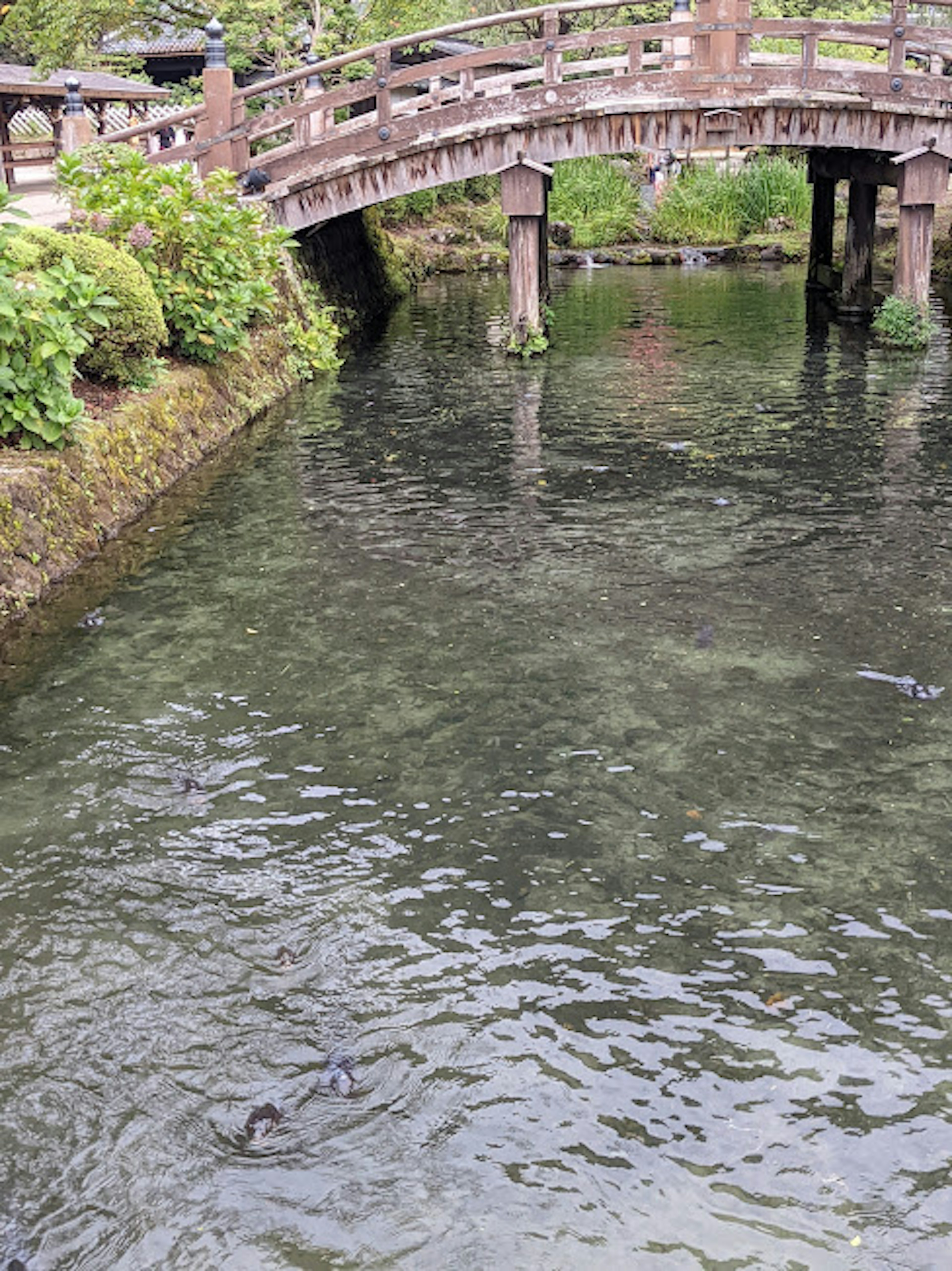 Holzbrücke über einen Bach mit grünem Spiegelbild im Wasser