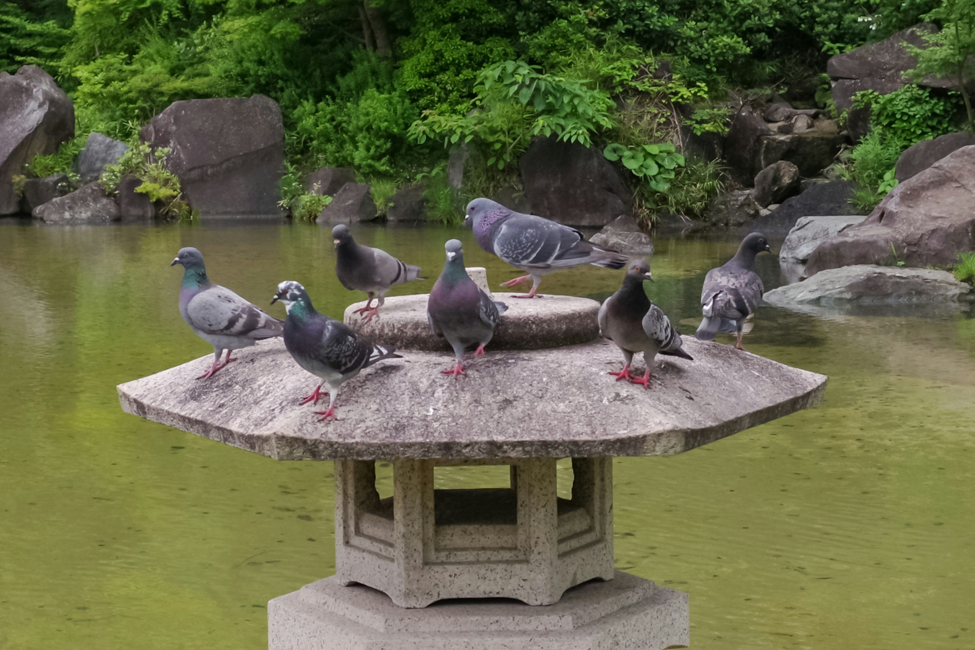 Pigeons gathered on a stone lantern above a pond