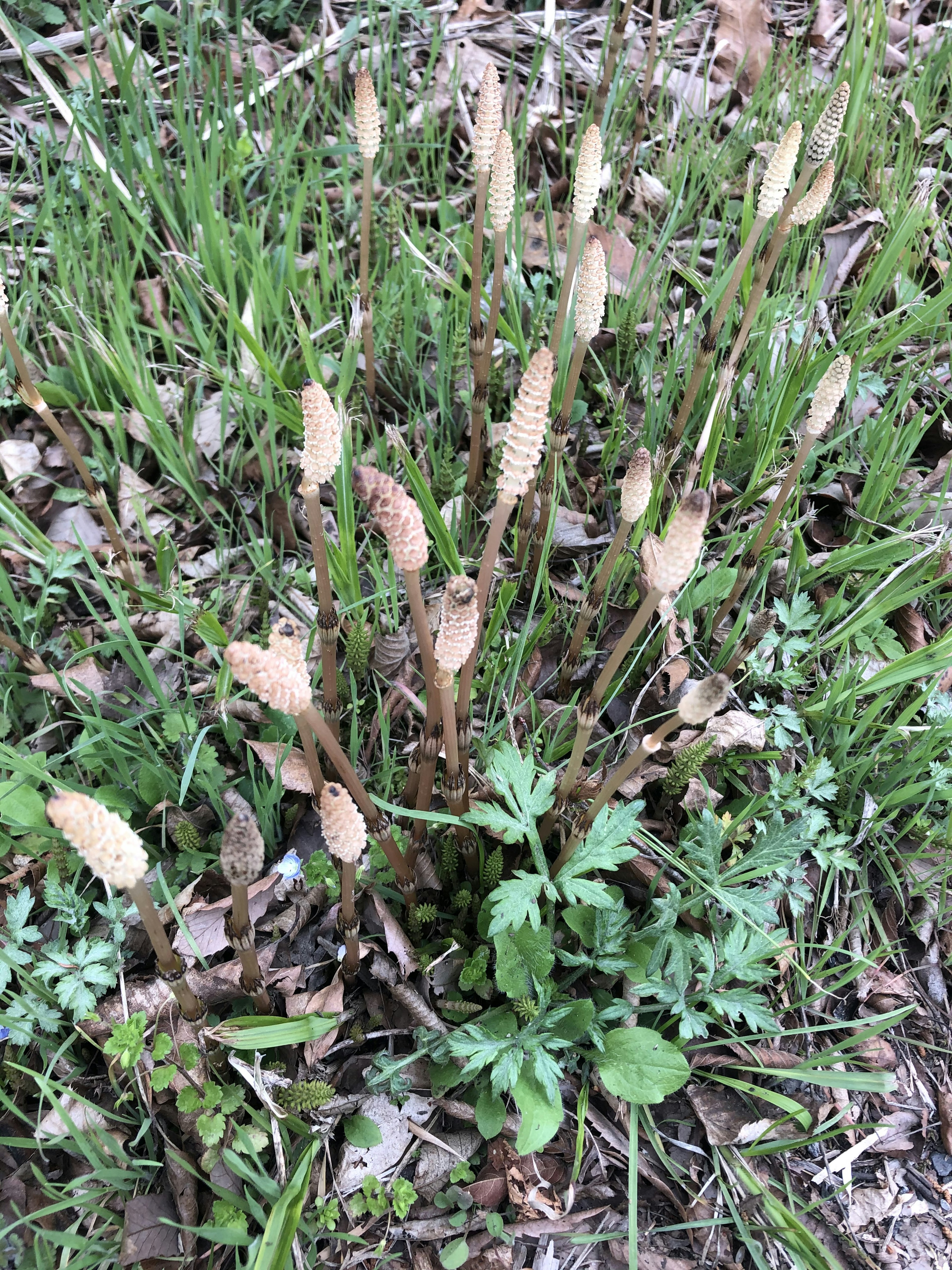 Sekelompok tanaman horsetail tumbuh dari tanah