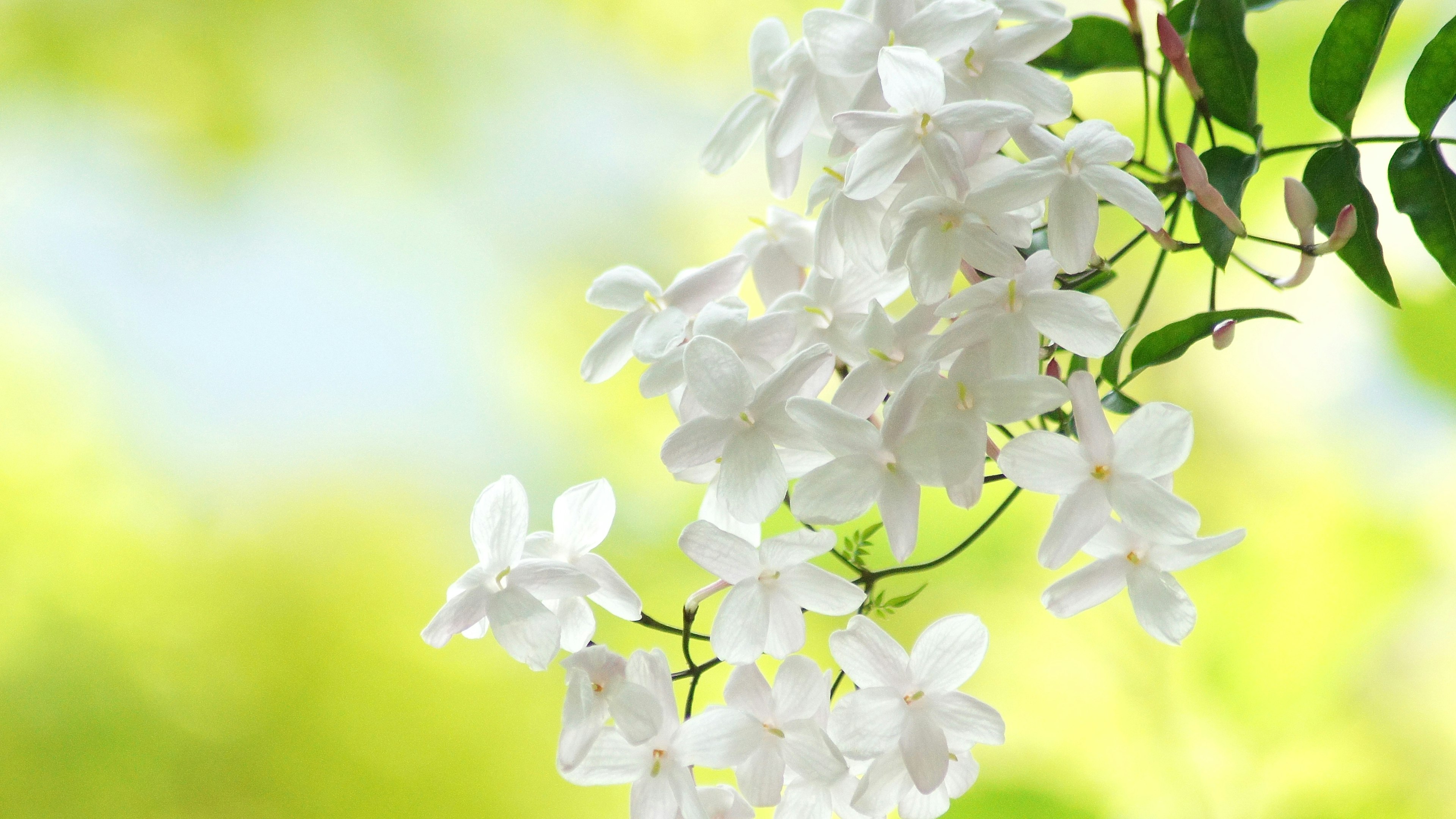 Schöne weiße Blumen umgeben von grünen Blättern vor einem sanften Hintergrund