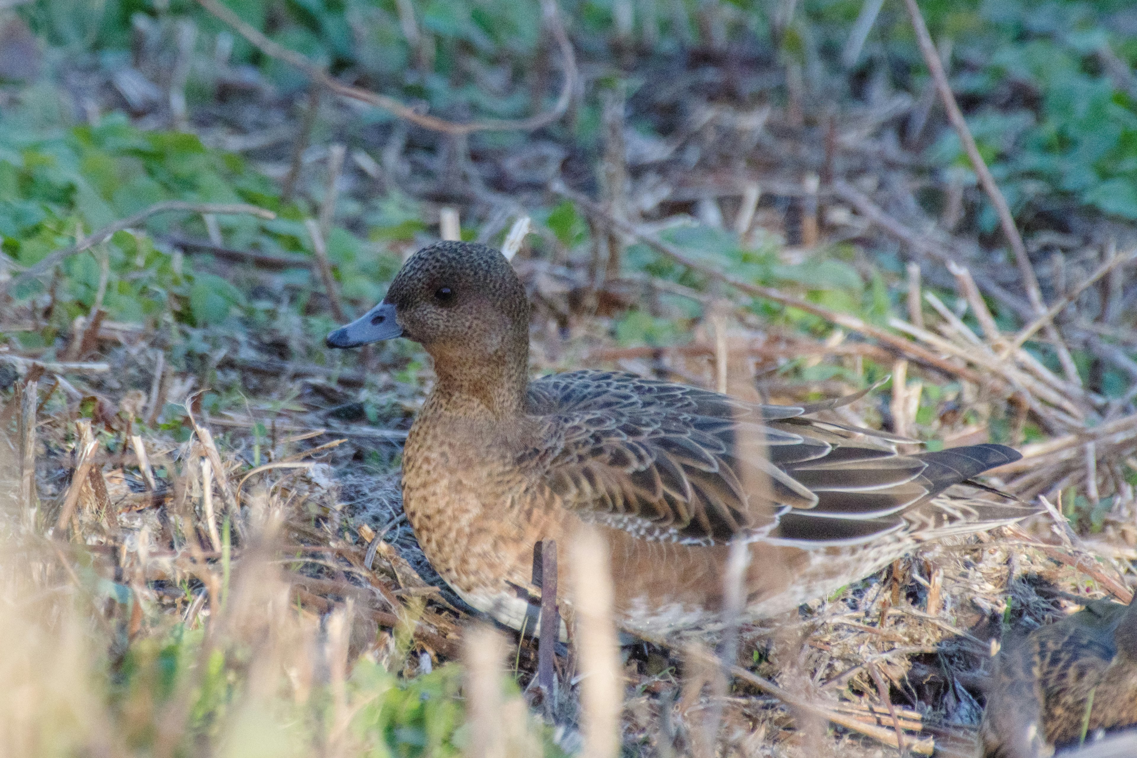 เป็ด Eurasian Wigeon เพศเมียพักผ่อนบนหญ้า