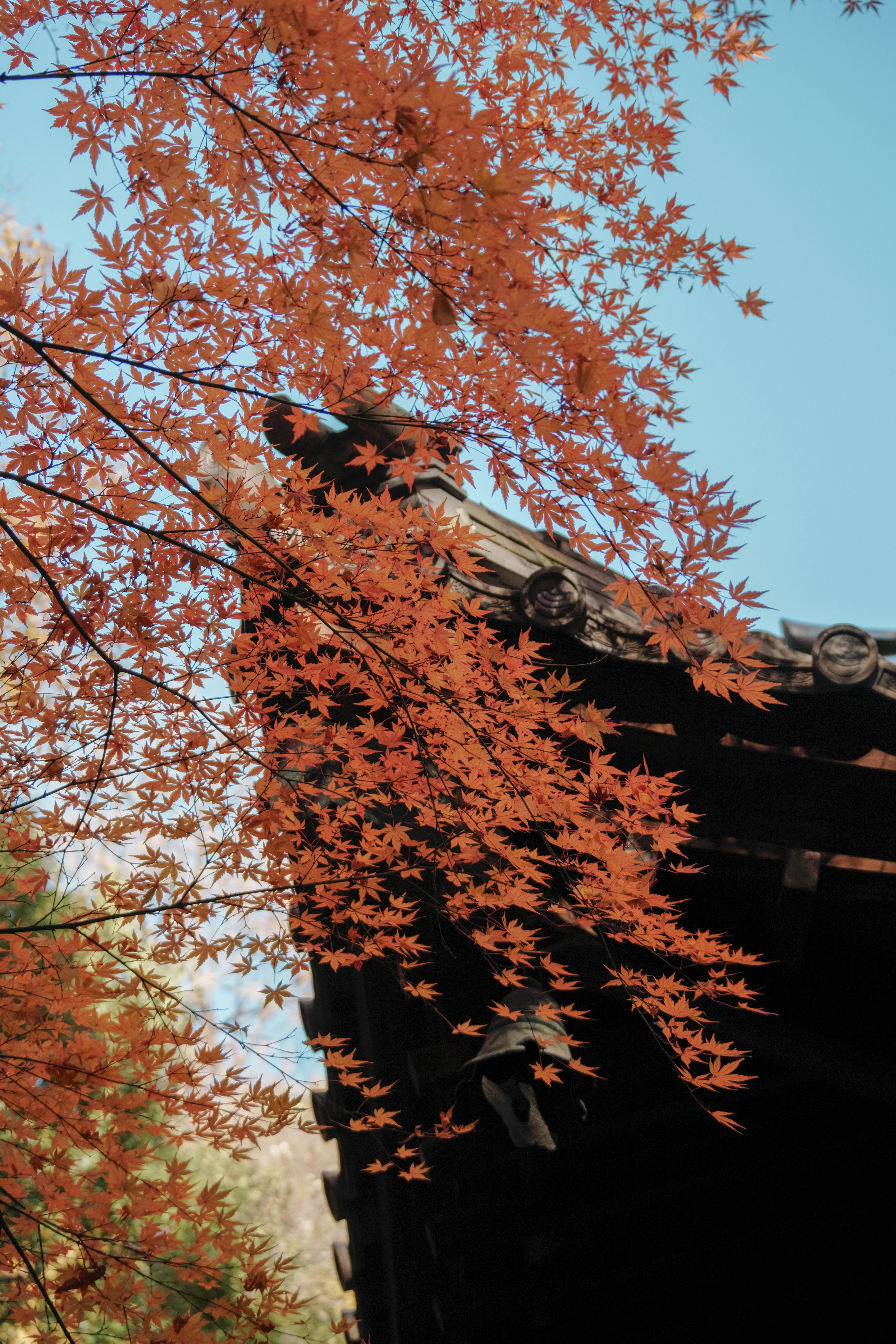 Red maple leaves against a blue sky with part of a traditional building