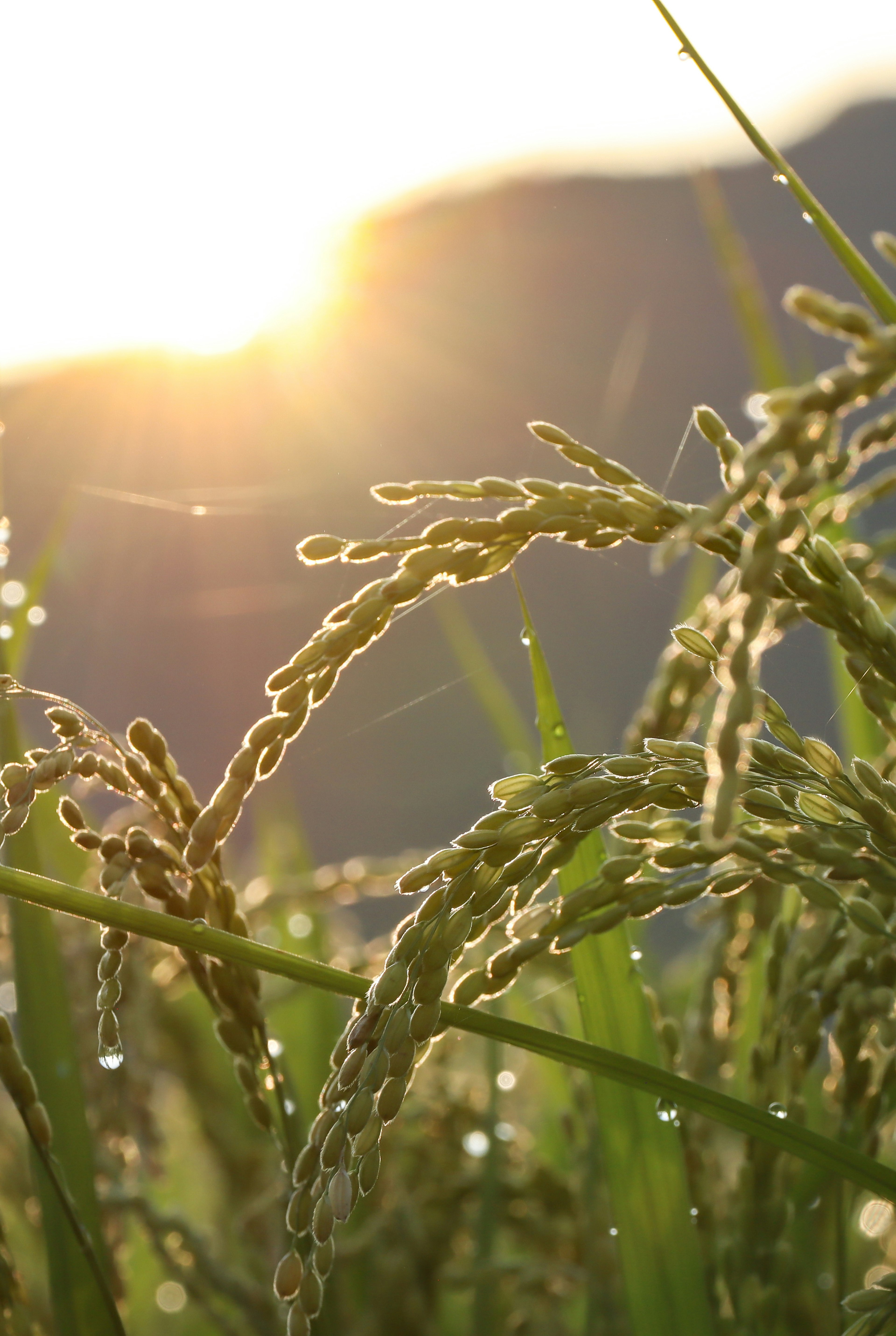 Luce del sole che illumina le spighe di riso e l'erba verde