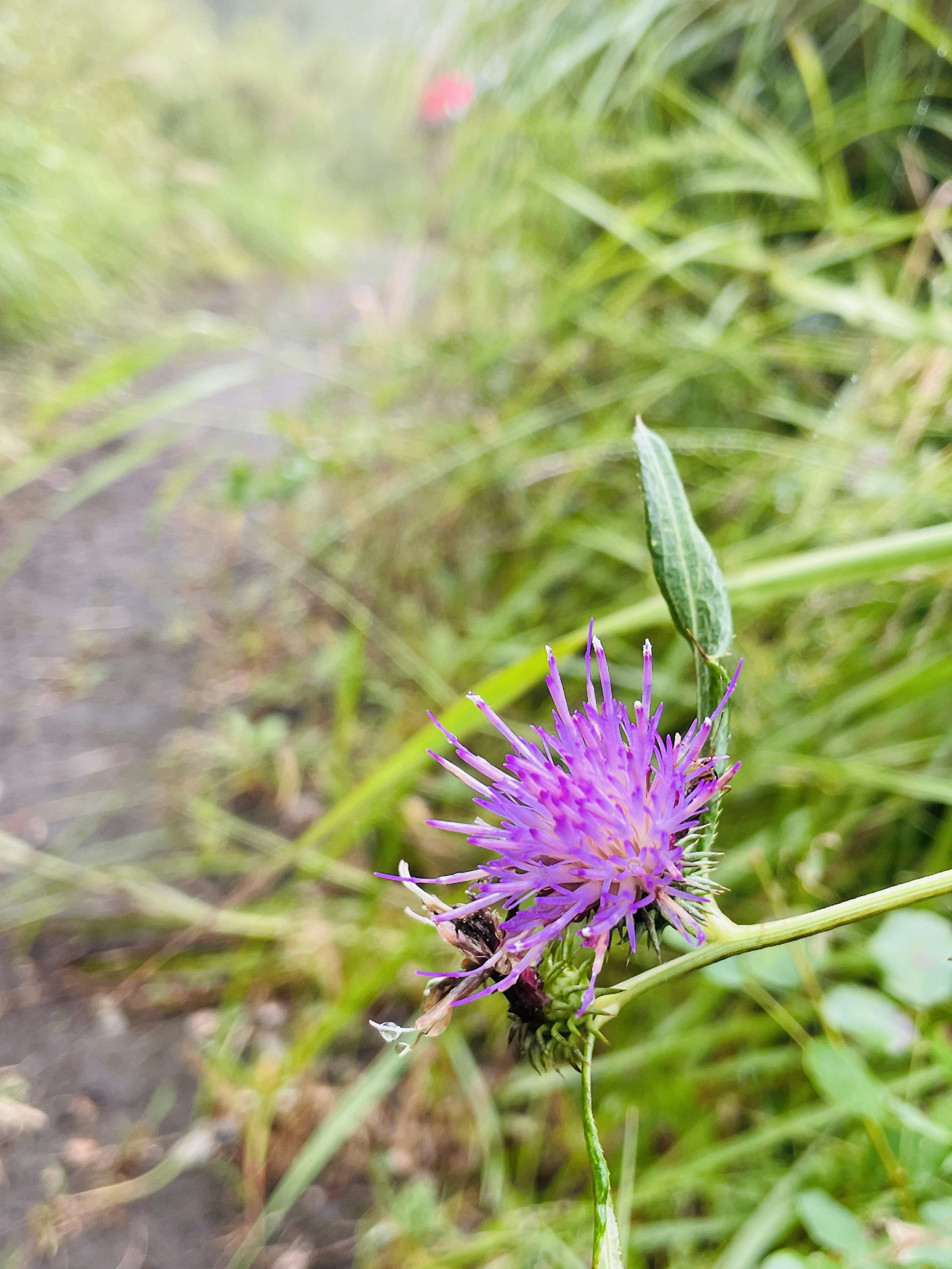 Una flor morada floreciendo entre la hierba alta