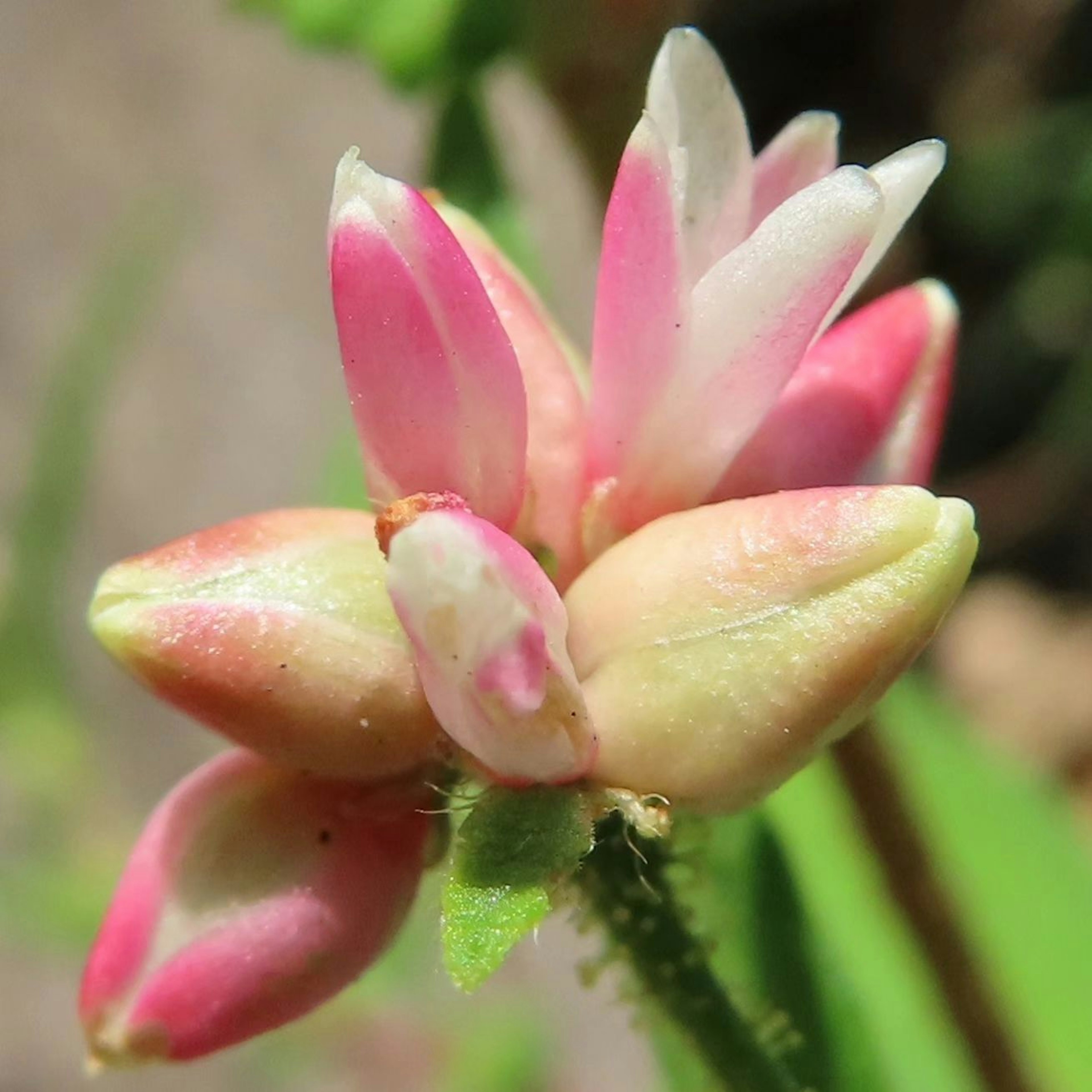 Acercamiento de hermosos botones de flores en colores rosa y crema