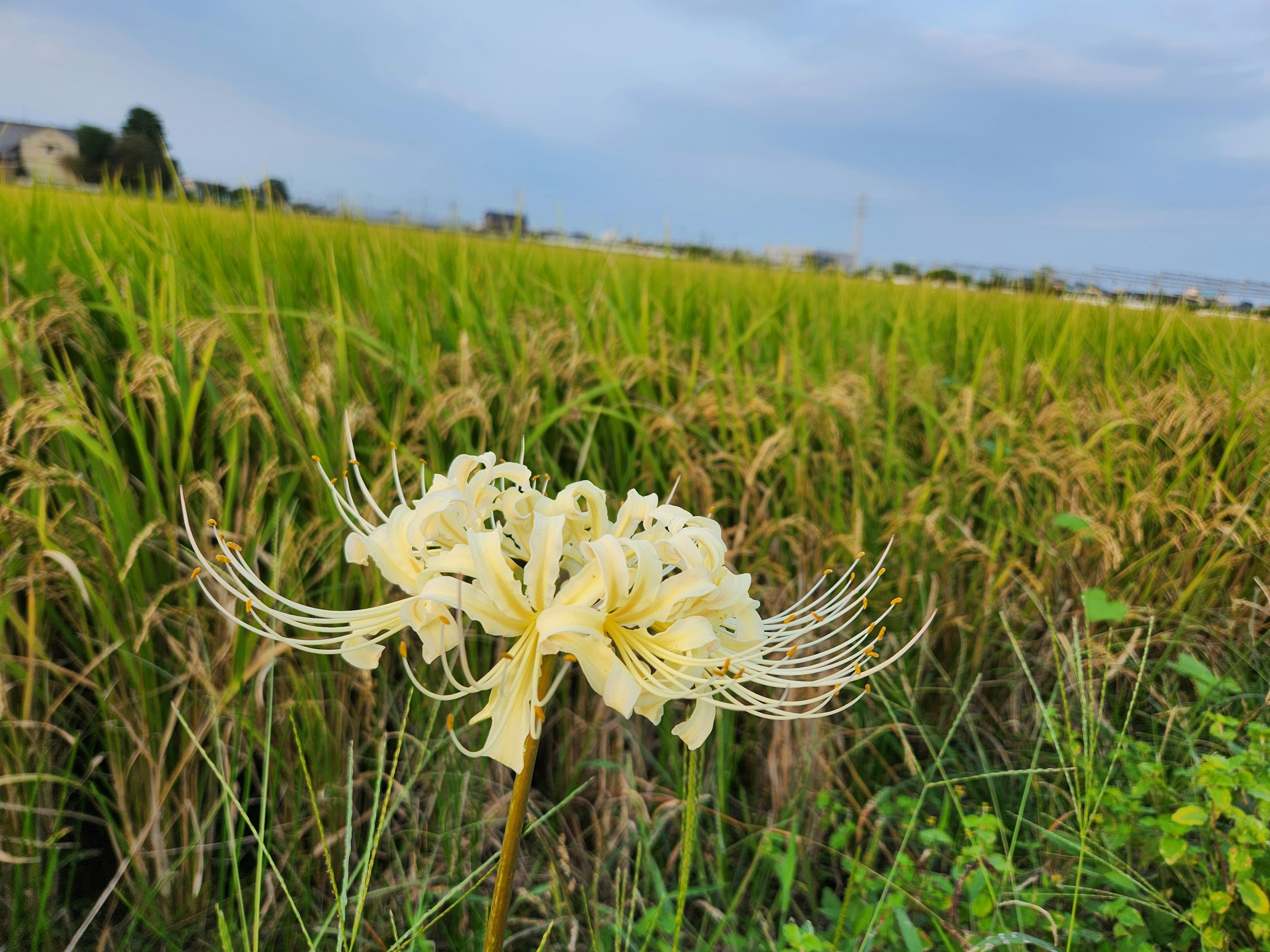 白い花と緑の稲が広がる風景