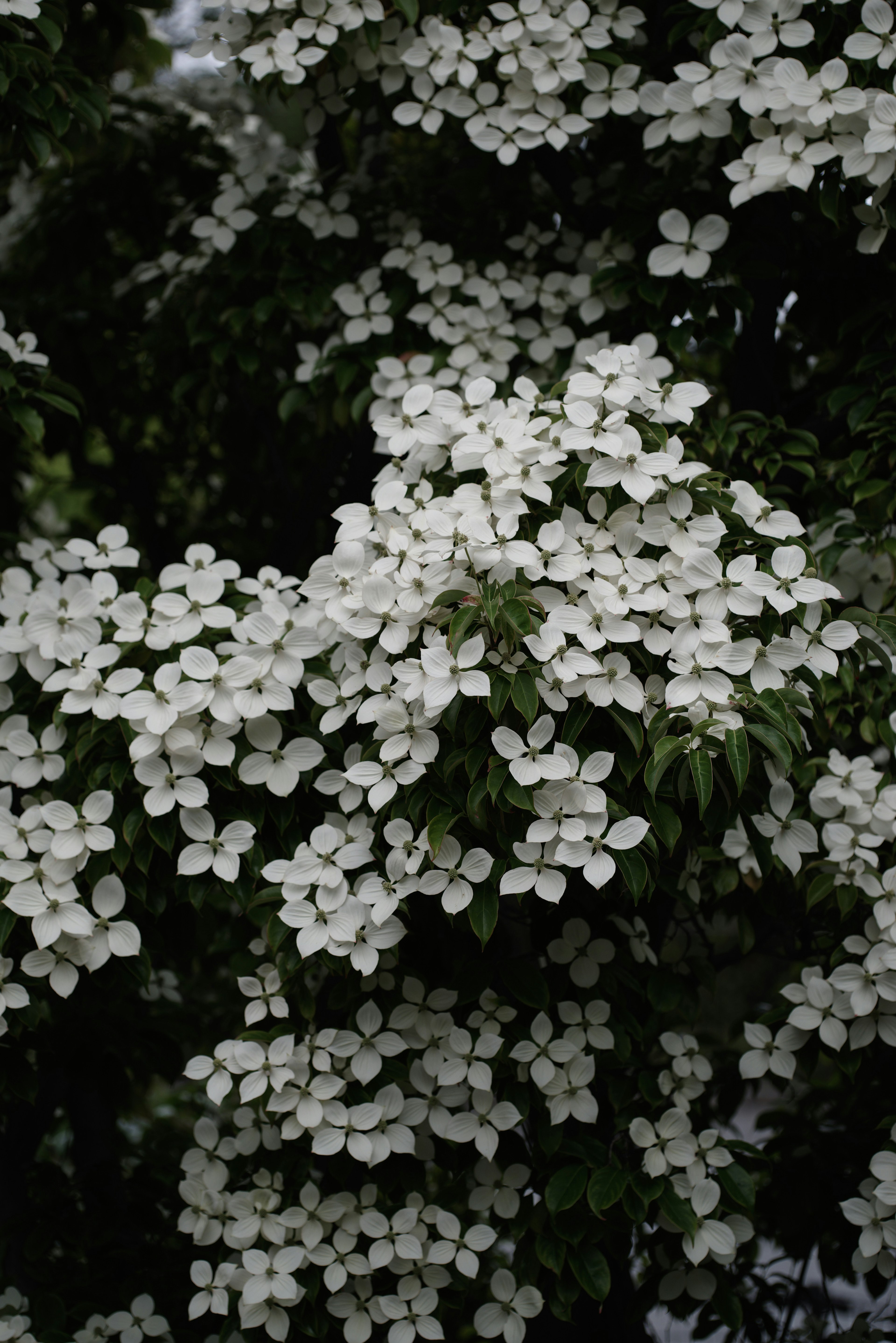 Close-up of a tree branch covered with blooming white flowers