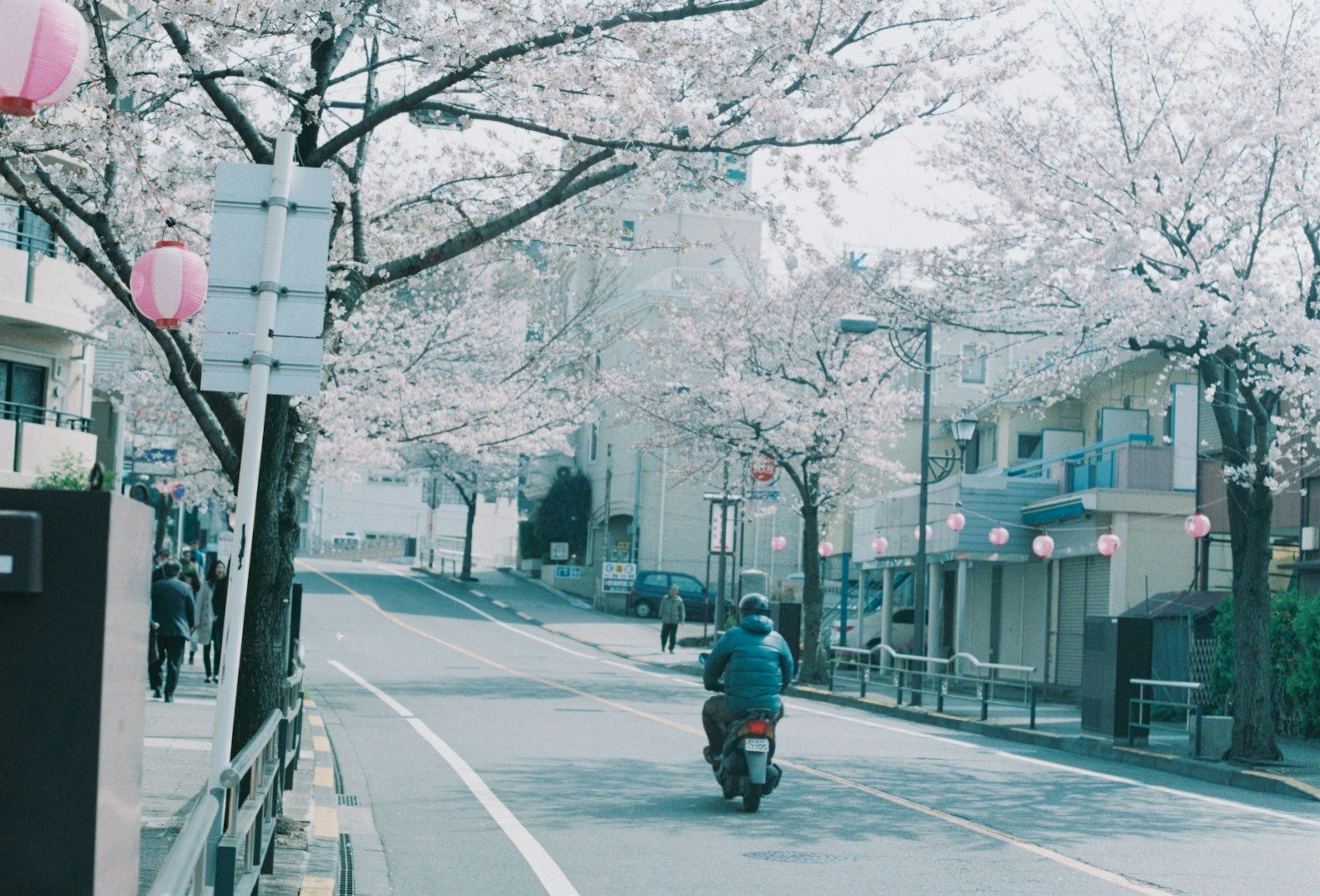 桜の木が並ぶ通りを走るバイクと淡い色合いの街並み