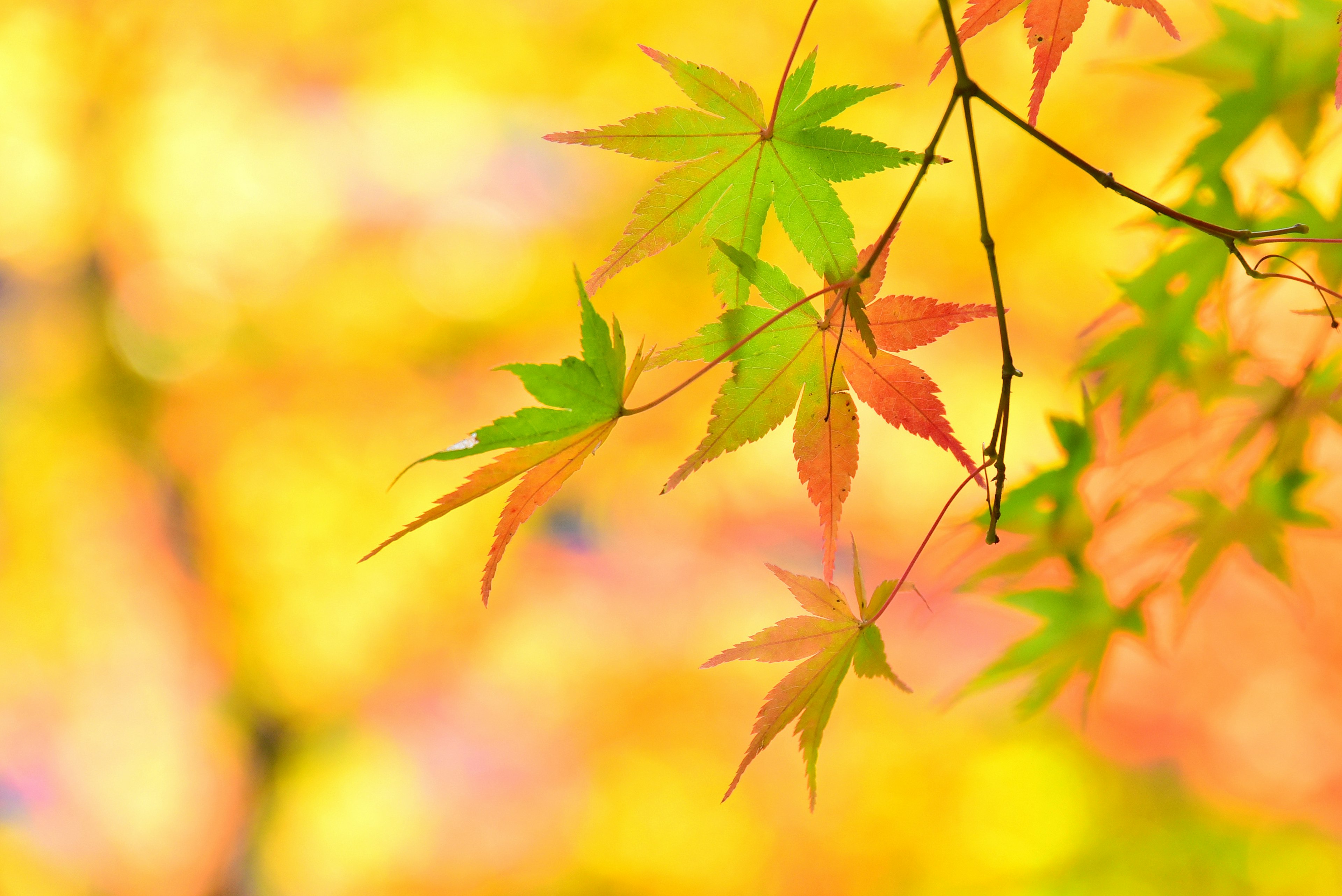 Feuilles d'automne colorées brillantes au soleil