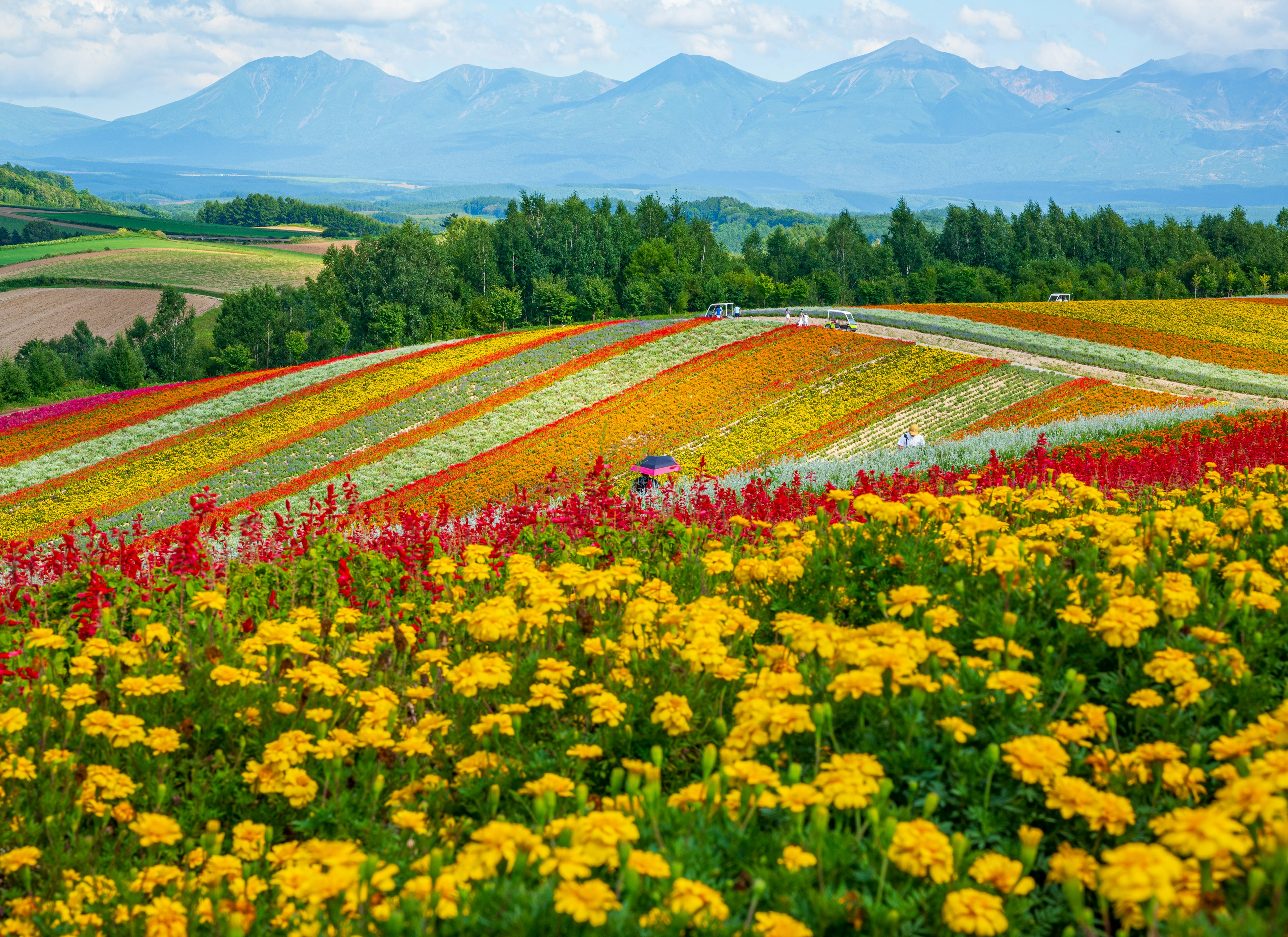 色とりどりの花が咲く美しい風景と山々の背景