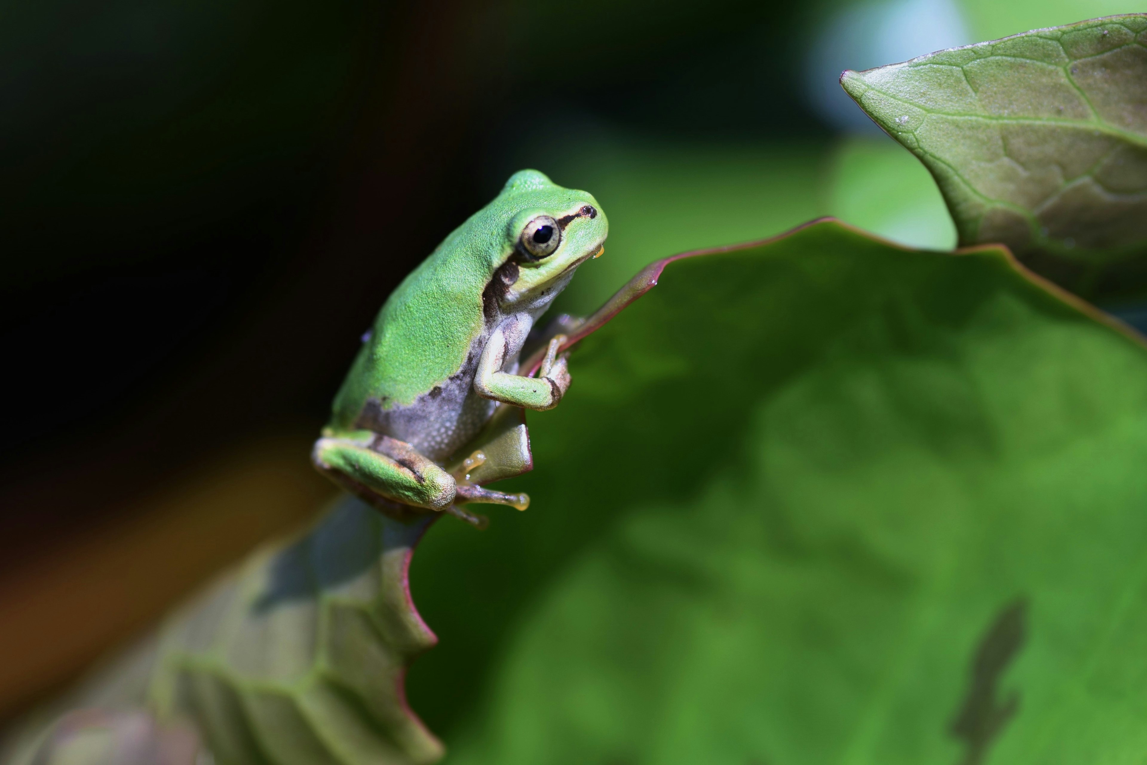 Ein grüner Frosch sitzt auf einem Blatt