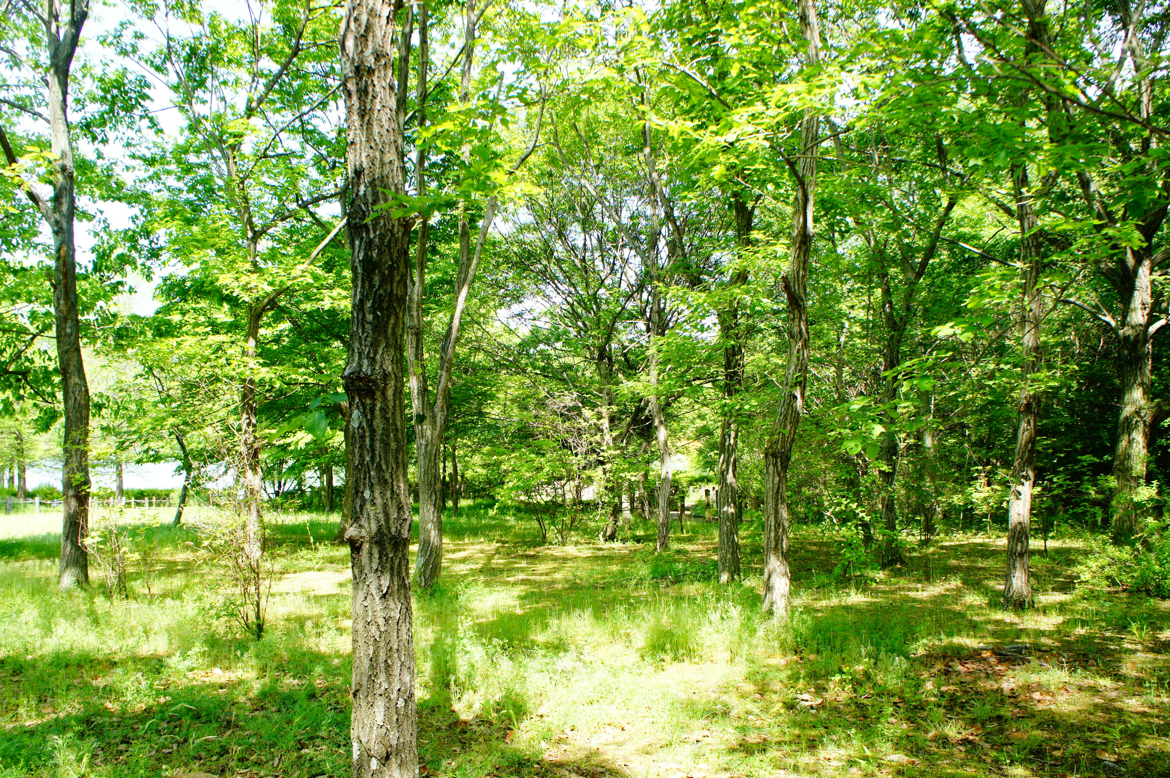 緑豊かな森林の風景 明るい日差しが木々を照らしている