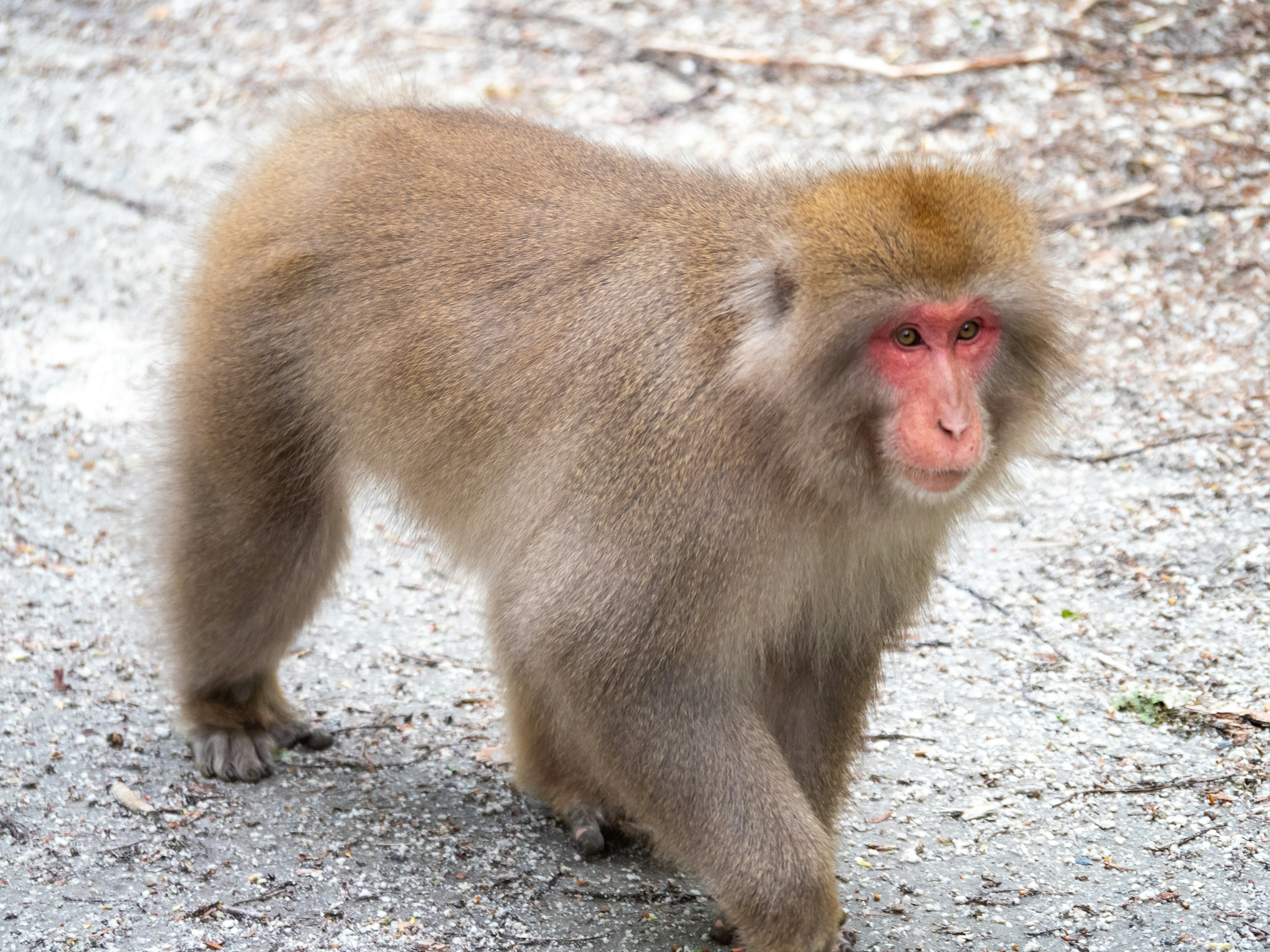 Ein Affe, der auf einem Weg mit braunem Fell und einem auffälligen roten Gesicht läuft