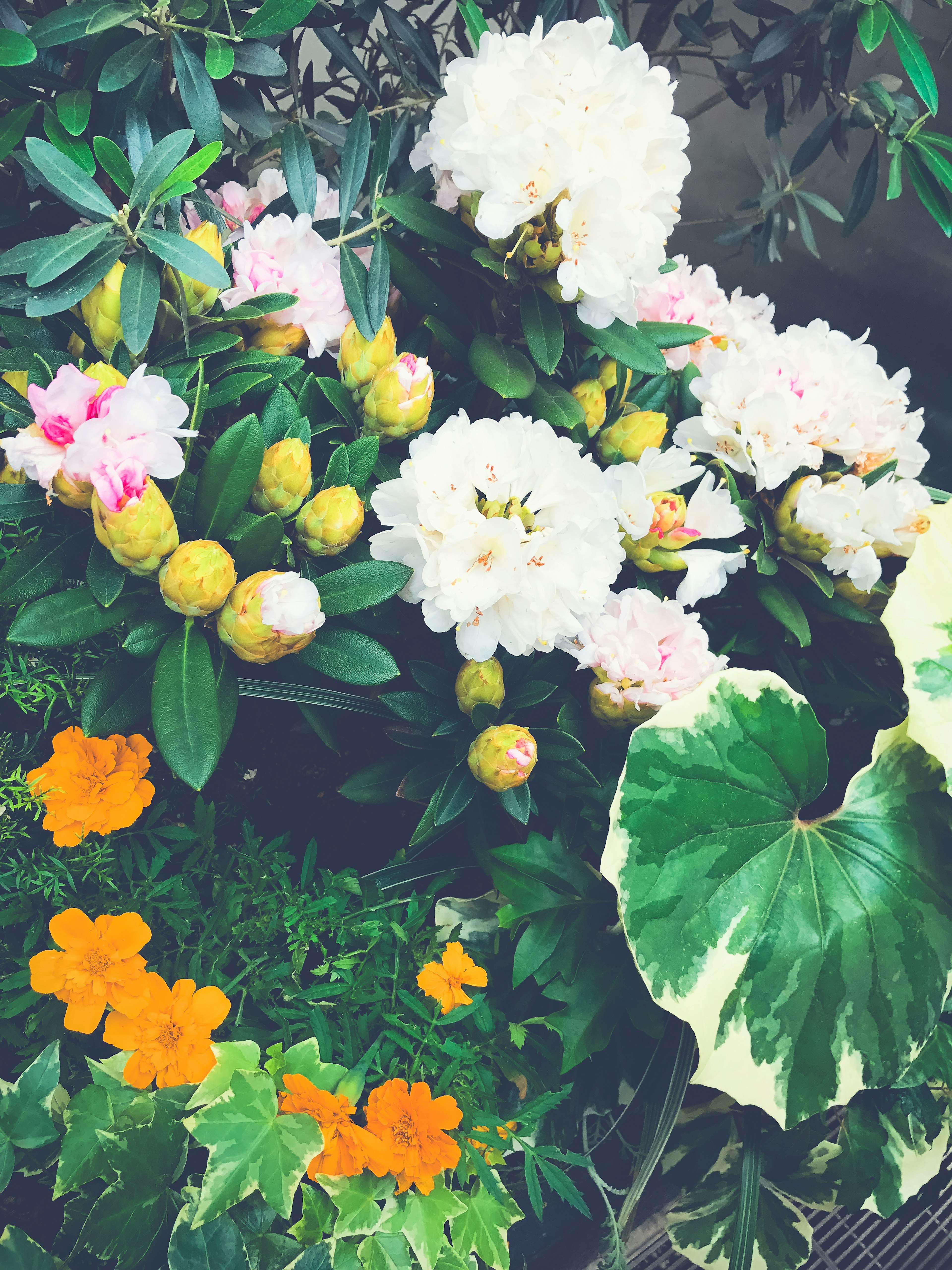 Una scena di giardino vivace con fiori colorati tra cui fiori bianchi e rosa