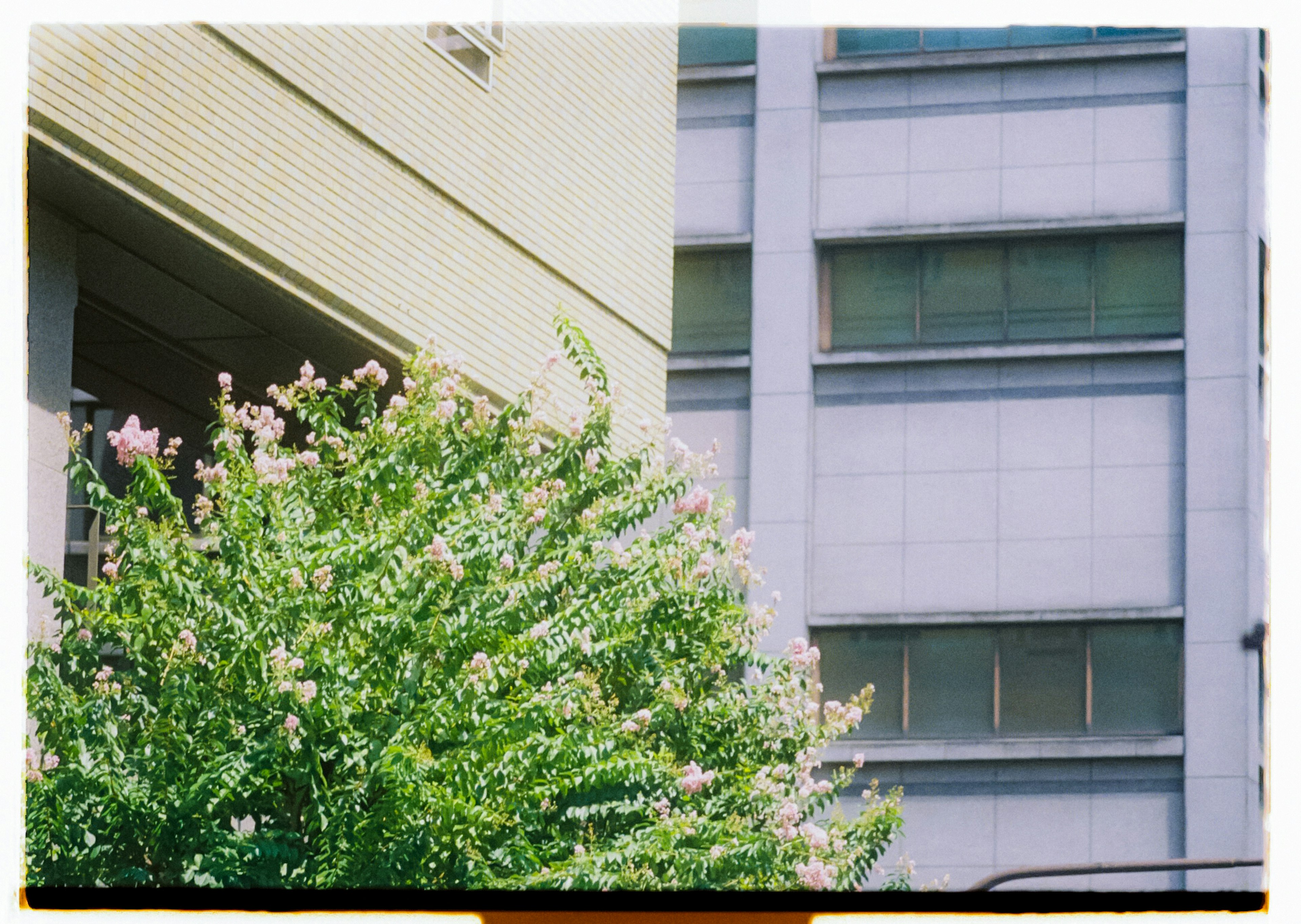 Contrast of lush green tree and modern building