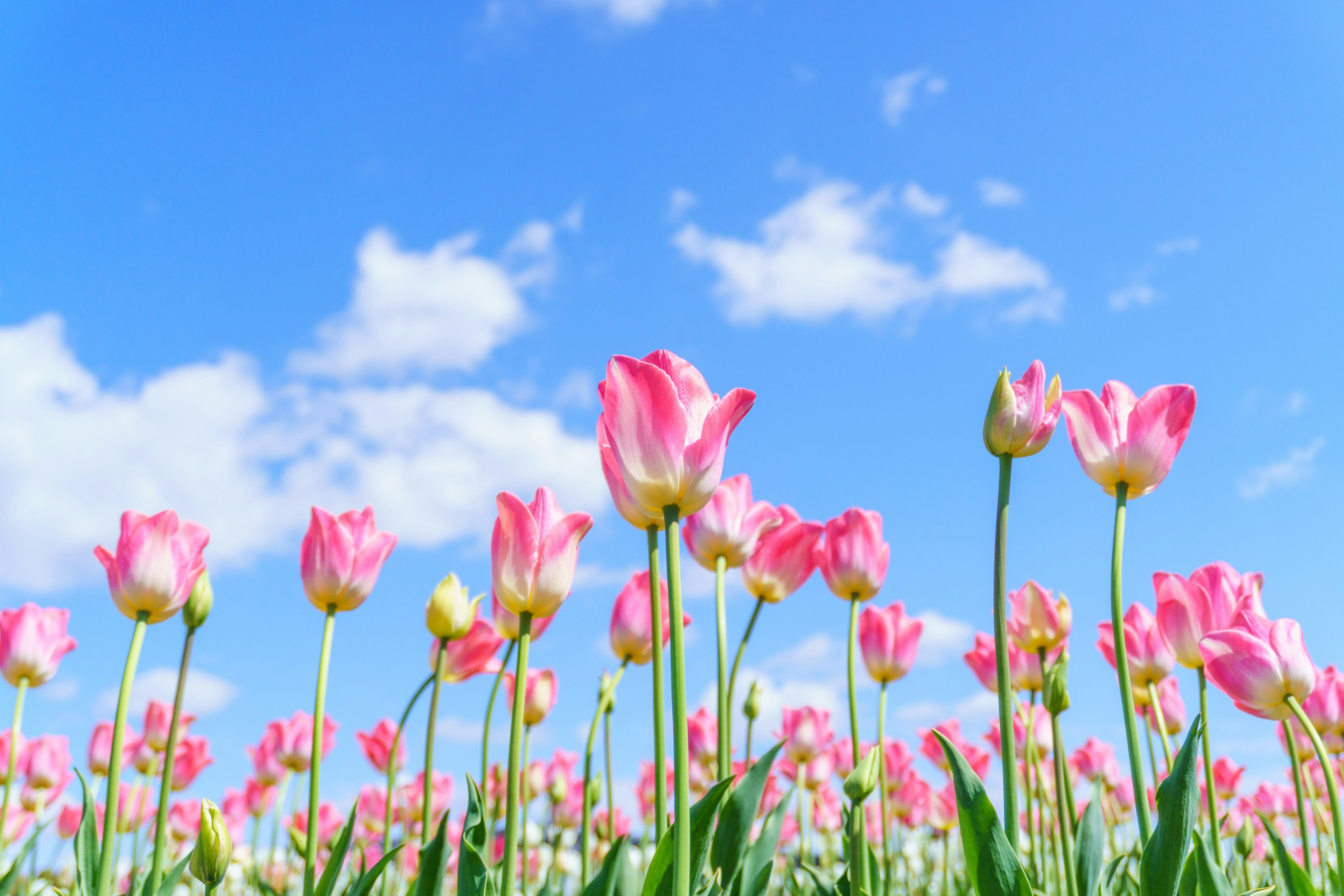 Field of pink tulips under a clear blue sky