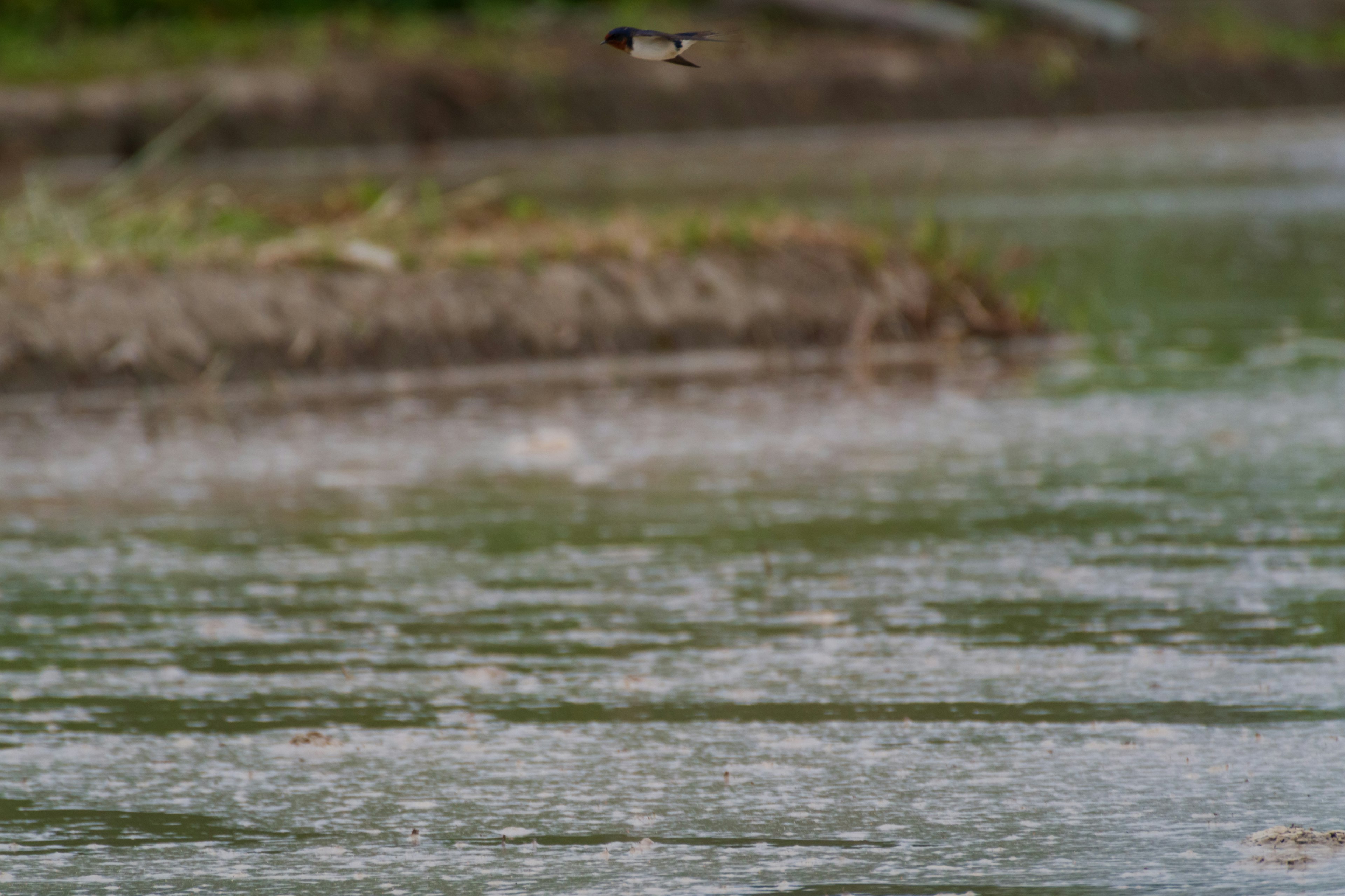 Un pequeño pájaro volando sobre una superficie de agua con ondulaciones y reflejos