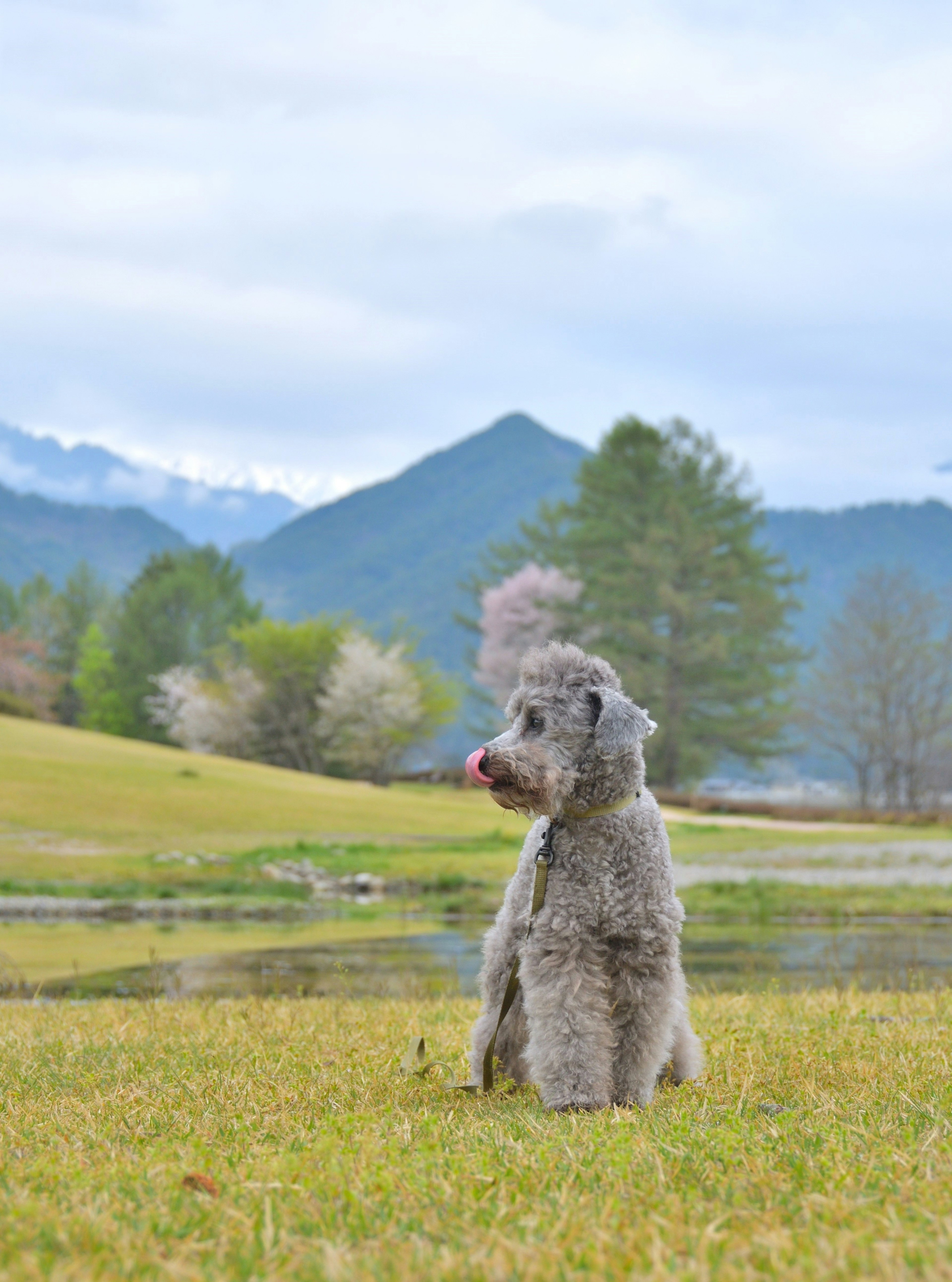 Chien assis dans un champ herbeux avec des montagnes en arrière-plan