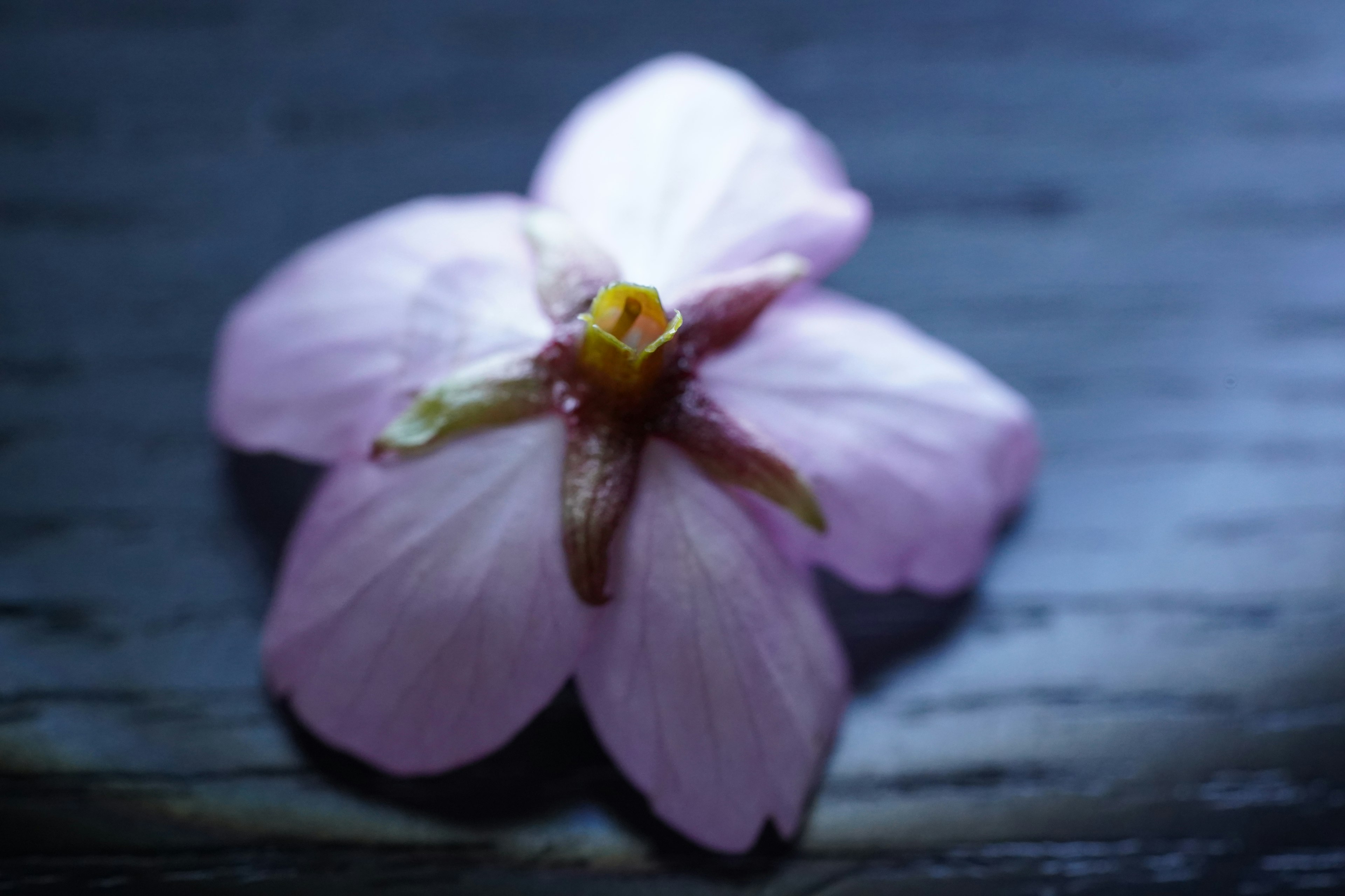 Une fleur rose pâle reposant sur une surface en bois sombre