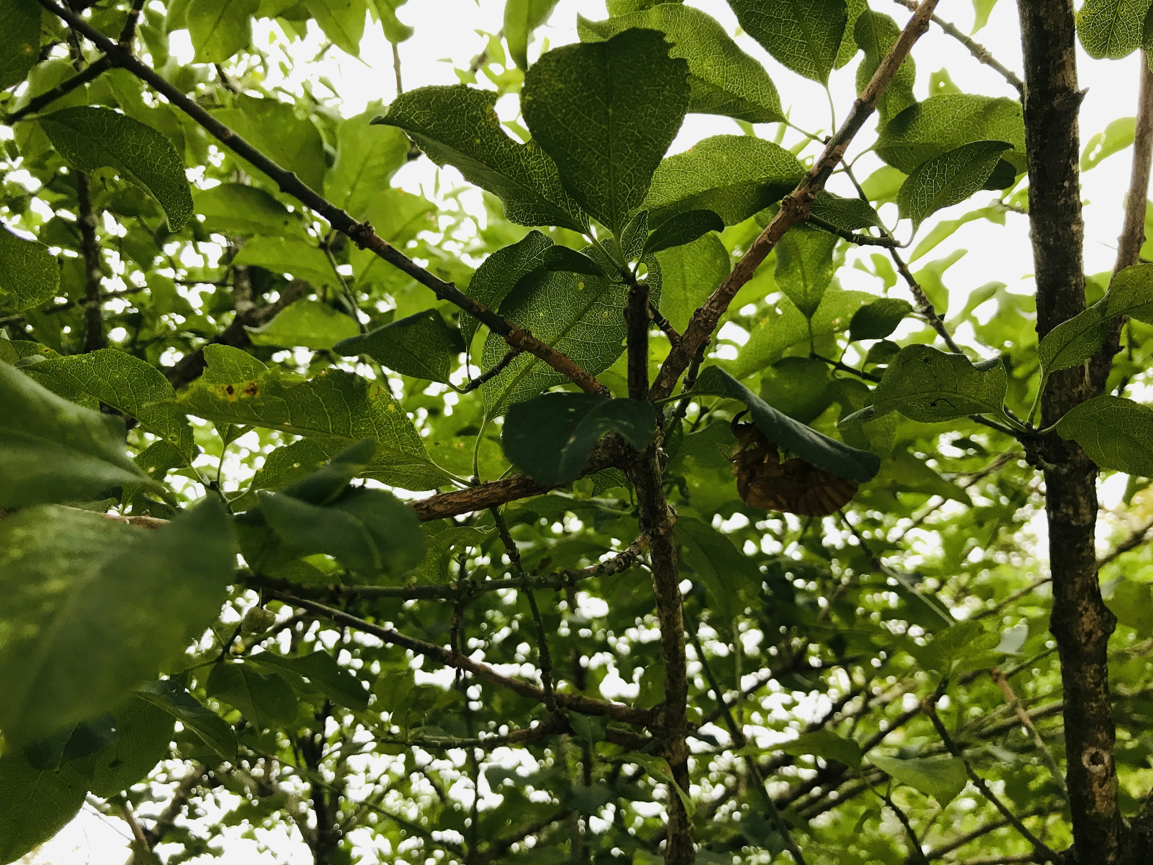 A close-up view of green leaves and branches intersecting