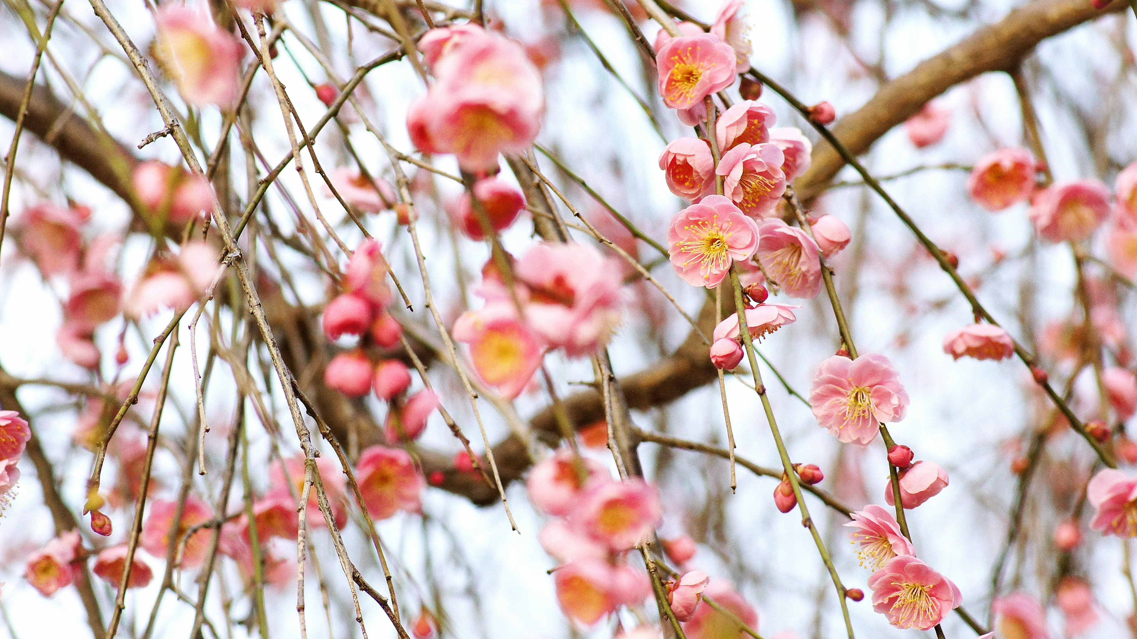 Nahaufnahme von blühenden Kirschblüten an Zweigen