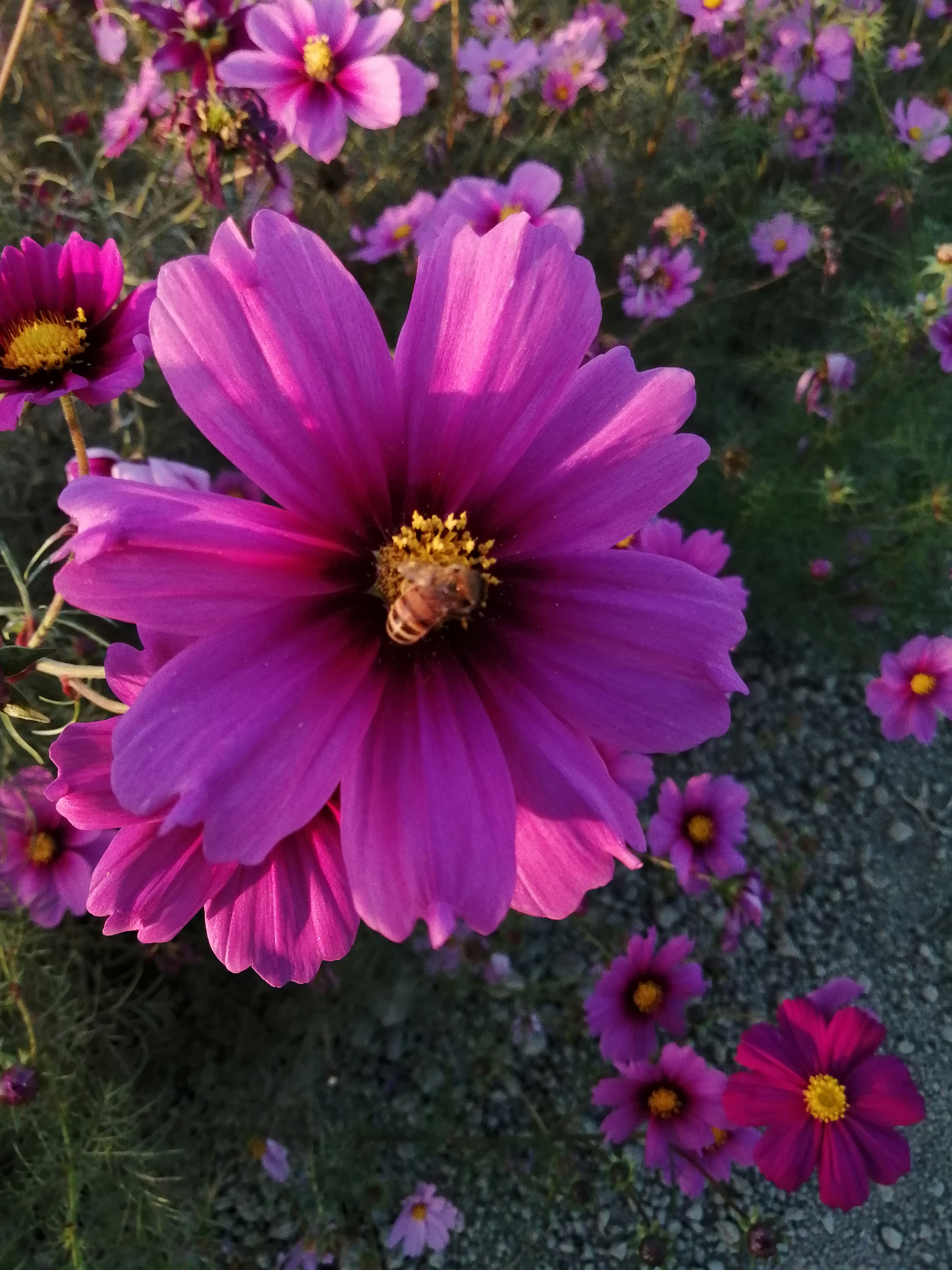 鮮やかなピンクのコスモスの花が中央にあり、周囲には小さな花が散らばっている