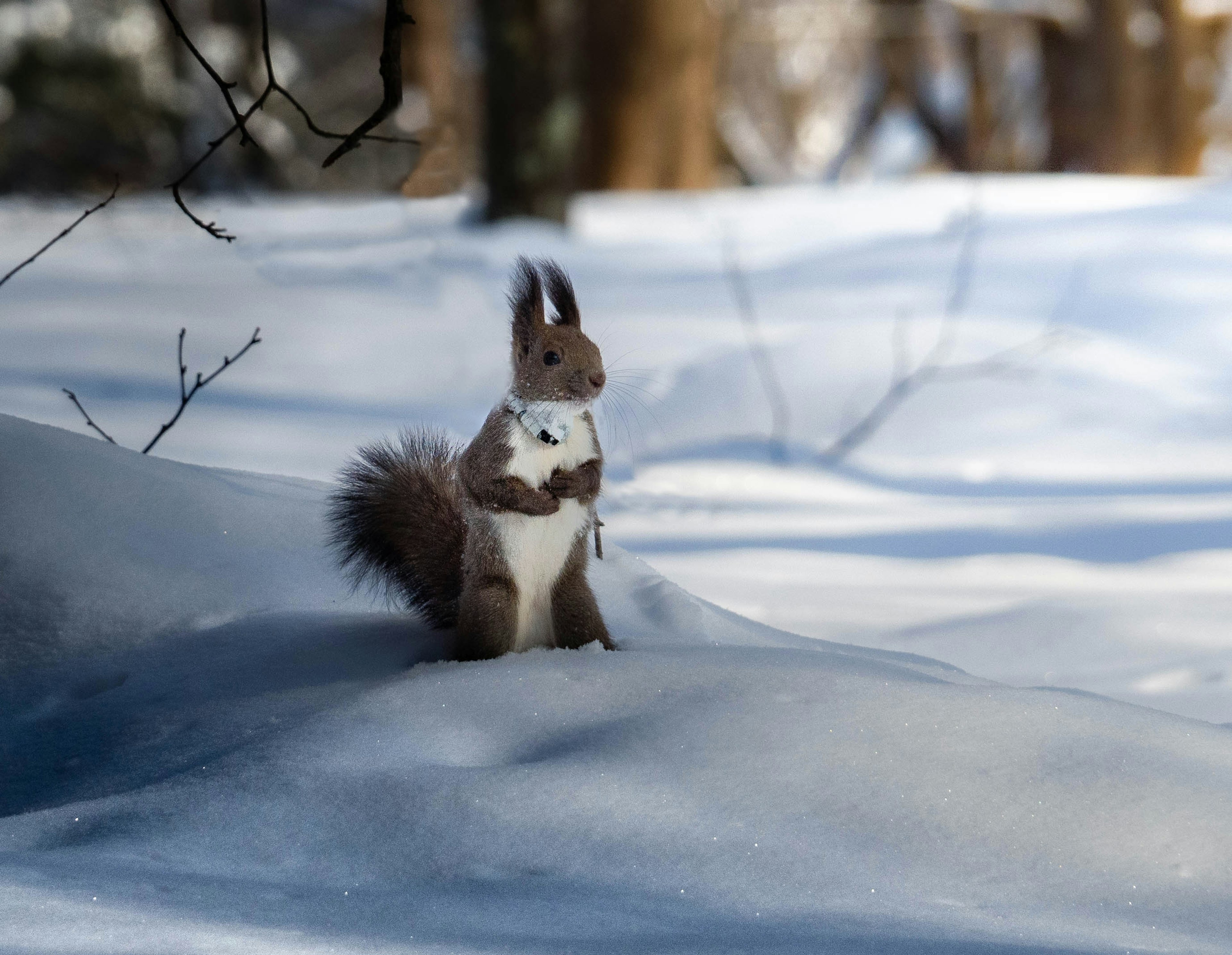 雪の中に立っているリスの姿