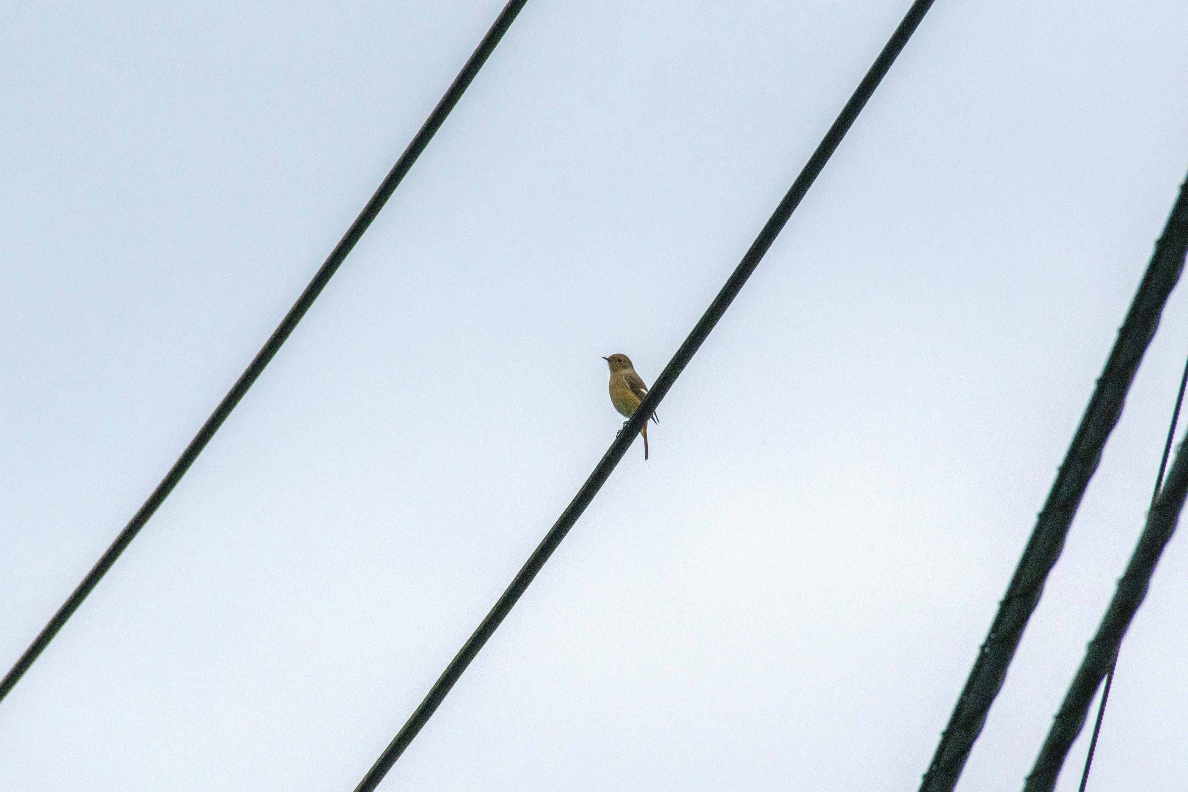 A small bird silhouette perched on a power line against a blue sky