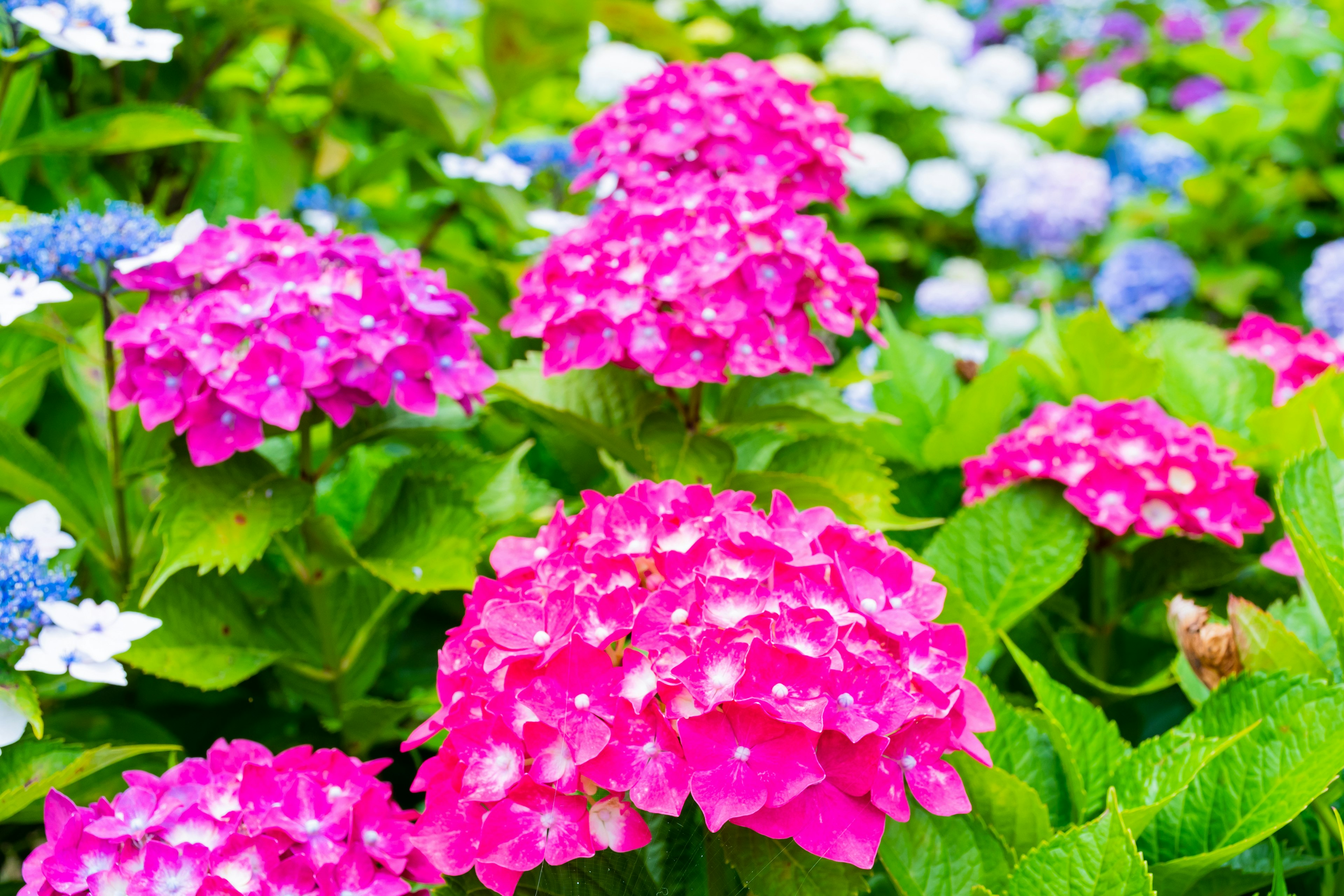 Hortensias coloridas floreciendo en un jardín