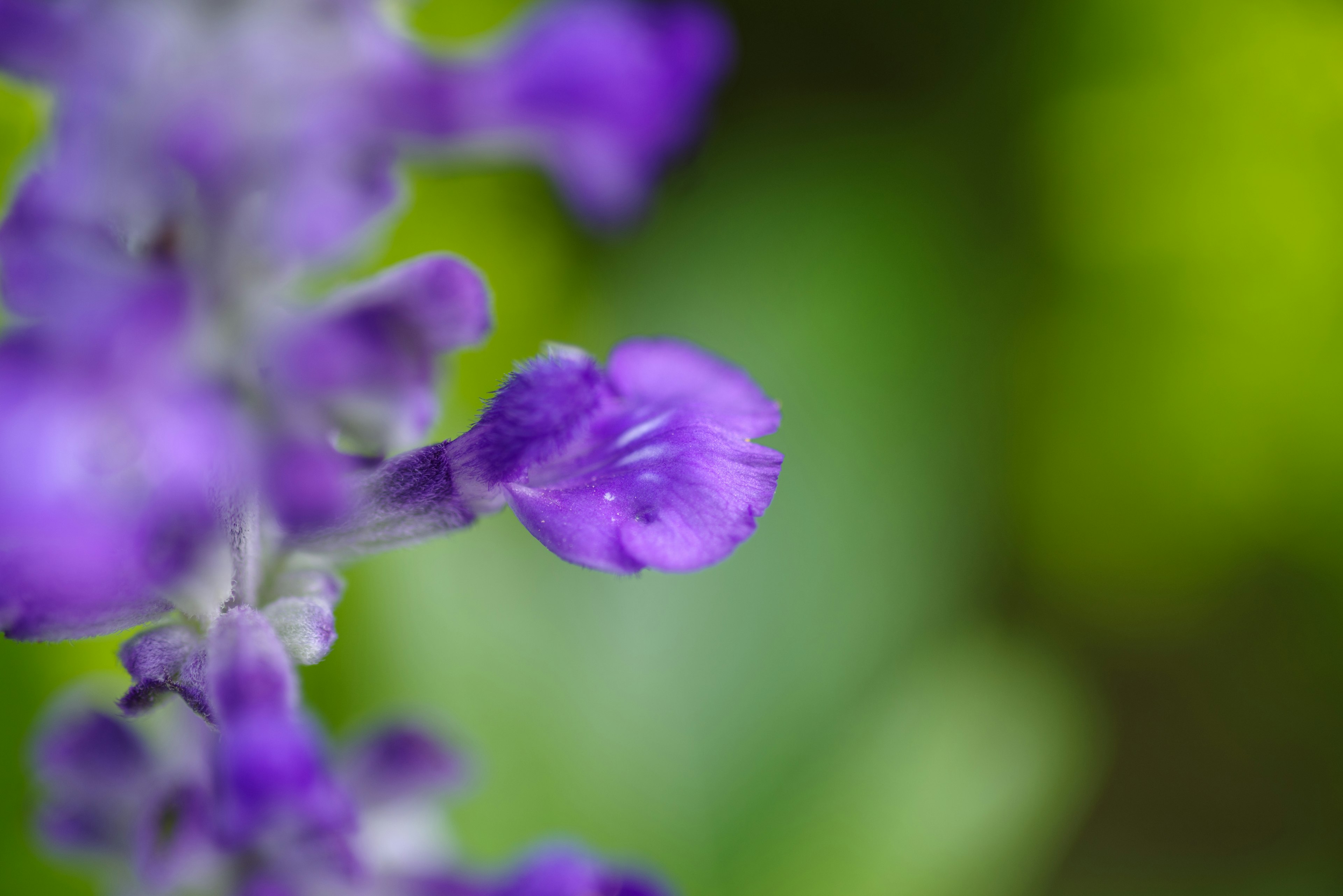 Gros plan d'une fleur violette avec un fond vert flou