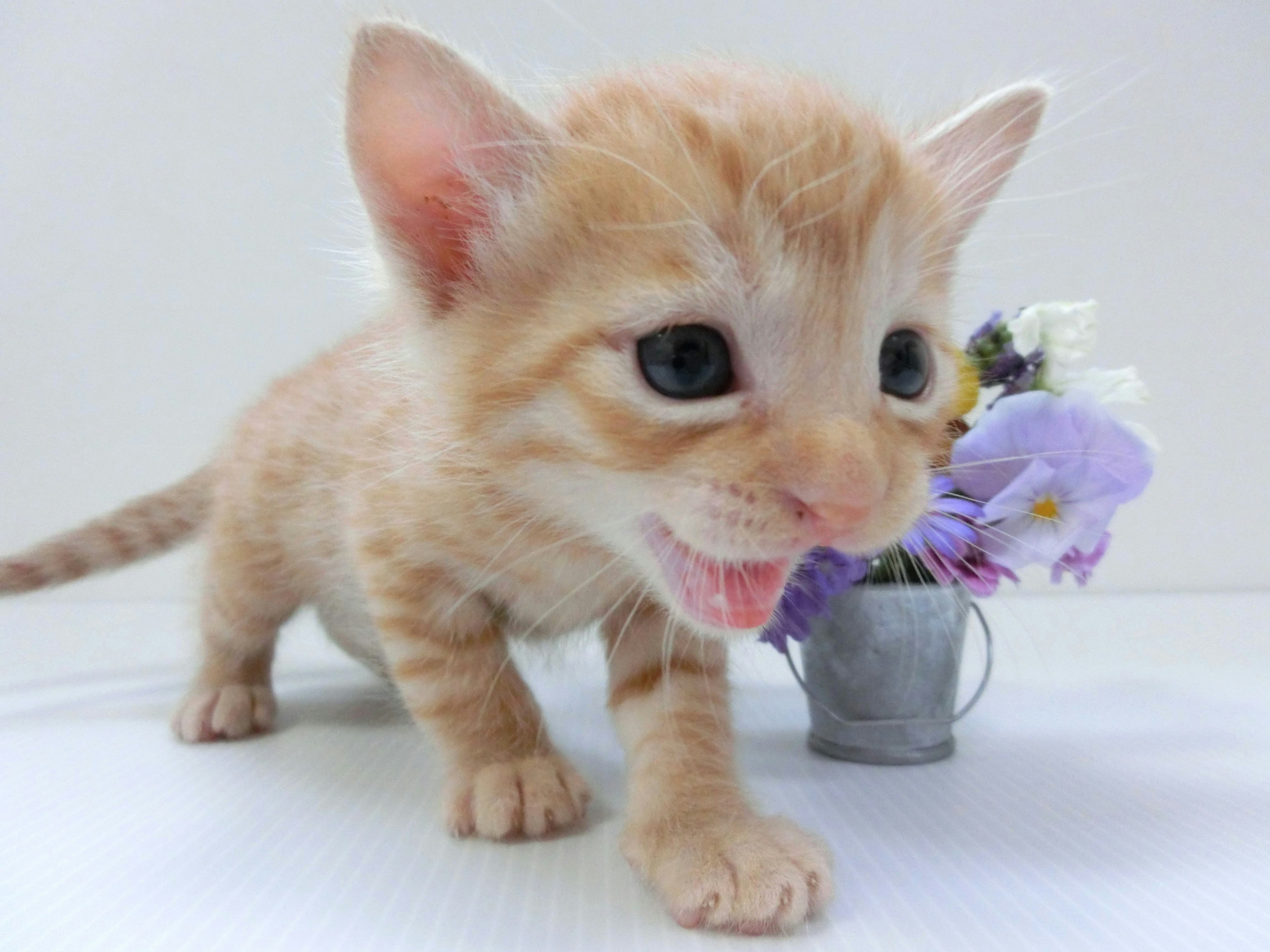 Seekor anak kucing oranye kecil berdiri di depan ember kecil dengan bunga